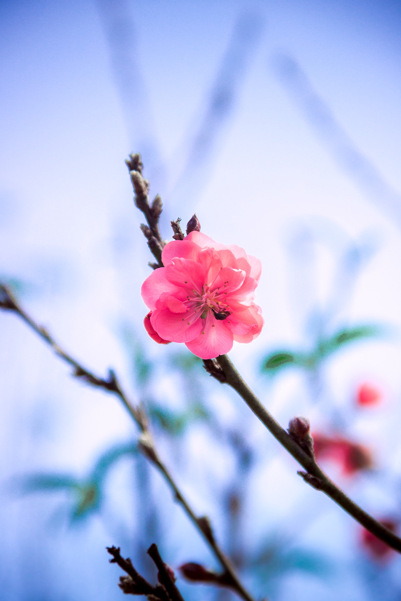 Canon EOS 600D (Rebel EOS T3i / EOS Kiss X5) sample photo. Tet viet nam - da lat, viet nam photography