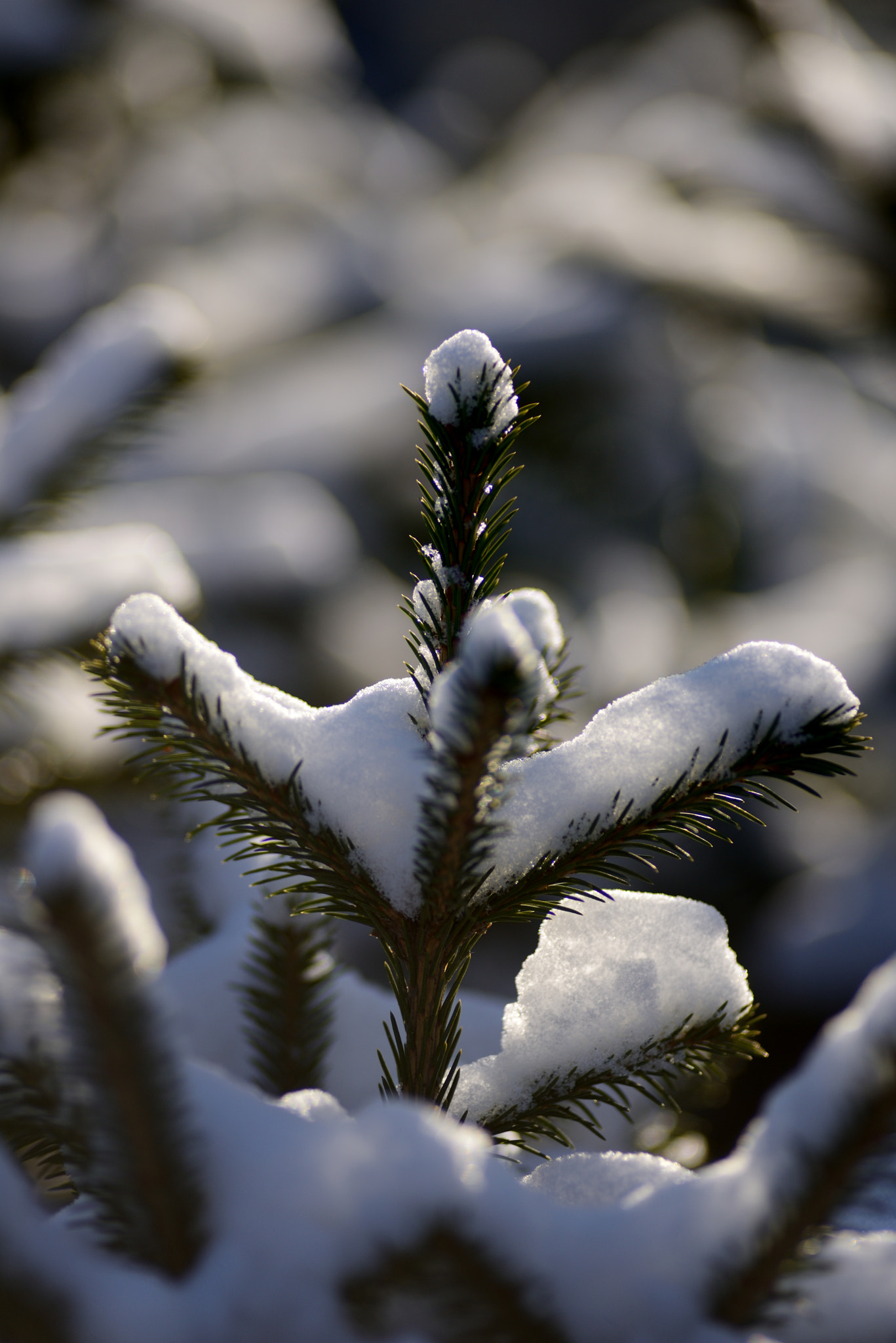 Nikon D600 + Nikon AF Nikkor 180mm F2.8D ED-IF sample photo. Snow on pine leaf photography