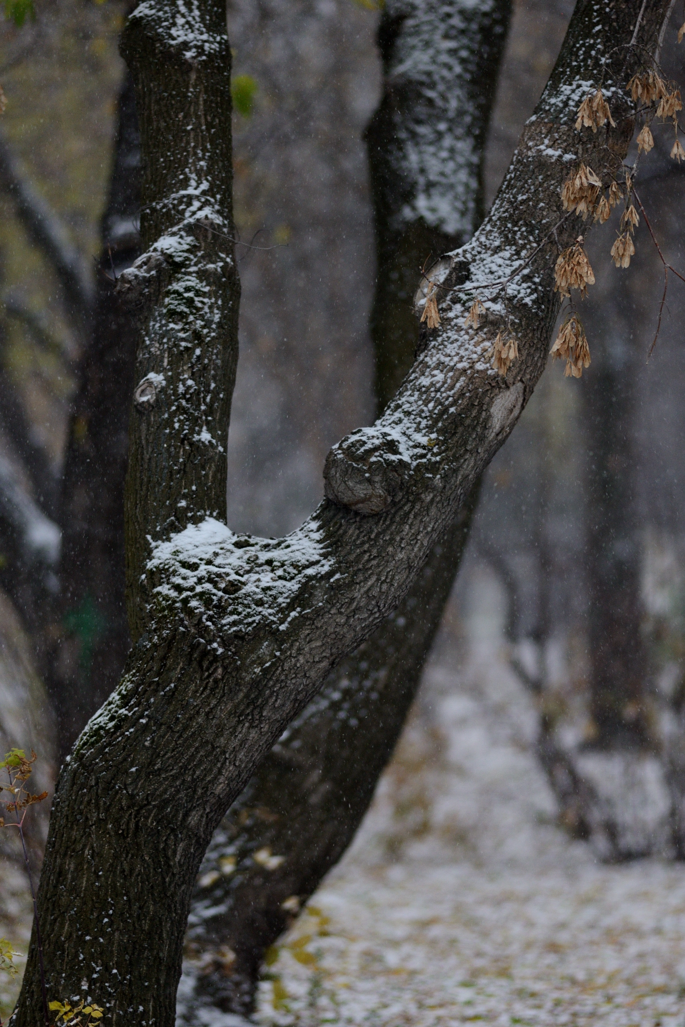 Nikon D600 + Nikon AF Nikkor 180mm F2.8D ED-IF sample photo. Snow photography