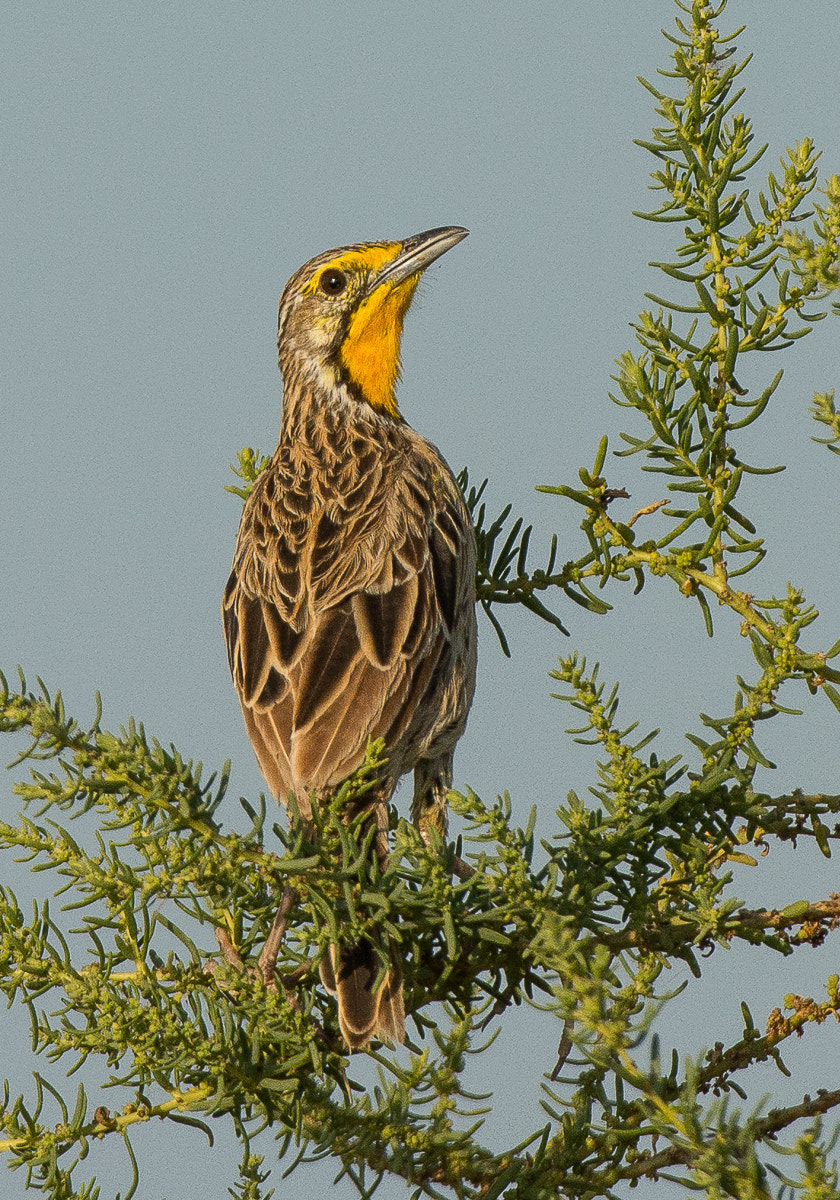 Nikon AF-S Nikkor 200-400mm F4G ED-IF VR sample photo. Pangani longclaw photography