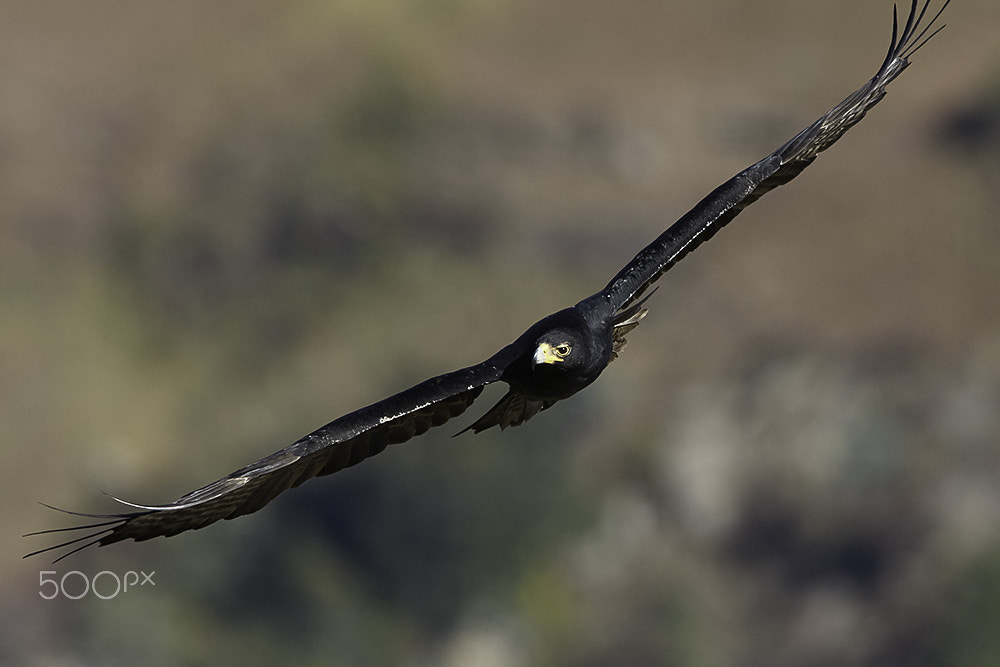 Canon EOS-1D Mark III sample photo. Verreaux's eagle photography