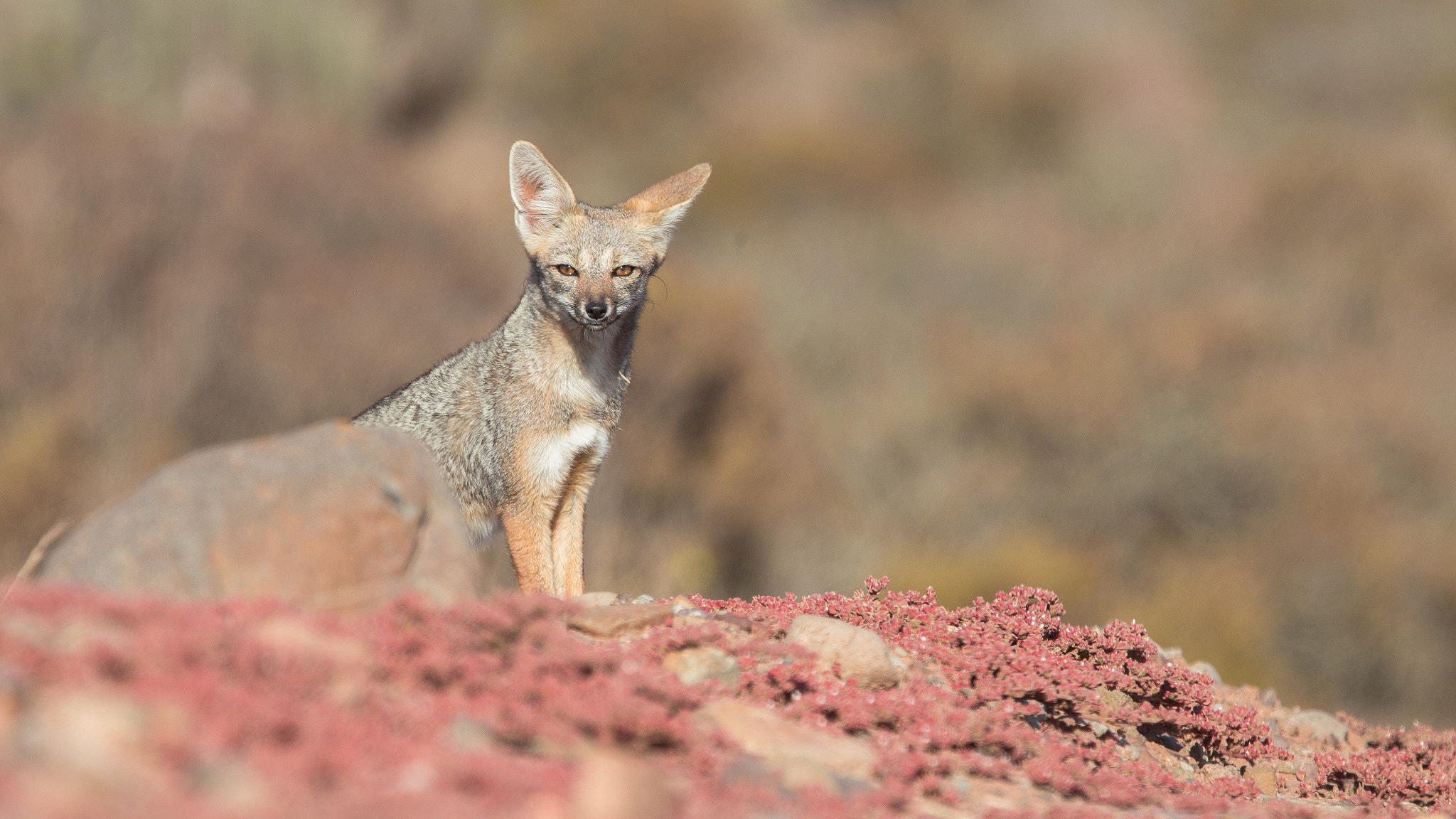 Canon EOS 6D + Canon EF 400mm F4.0 DO IS USM sample photo. Grey fox photography