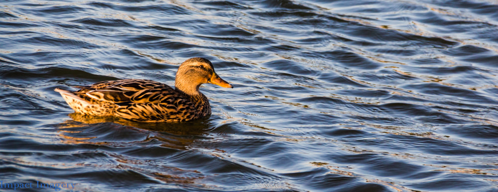 Canon EF 75-300mm F4.0-5.6 IS USM sample photo. Golden bird photography