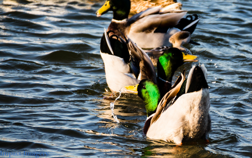 Canon EF 75-300mm F4.0-5.6 IS USM sample photo. Early morning dip photography