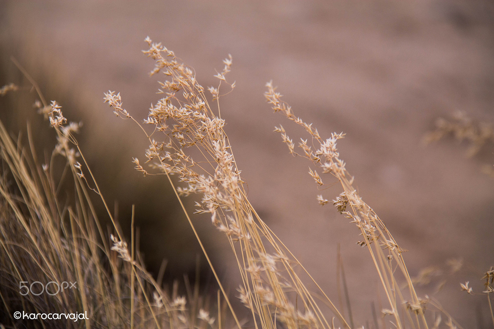 Canon EF-S 18-200mm F3.5-5.6 IS sample photo. Flora de tundra photography