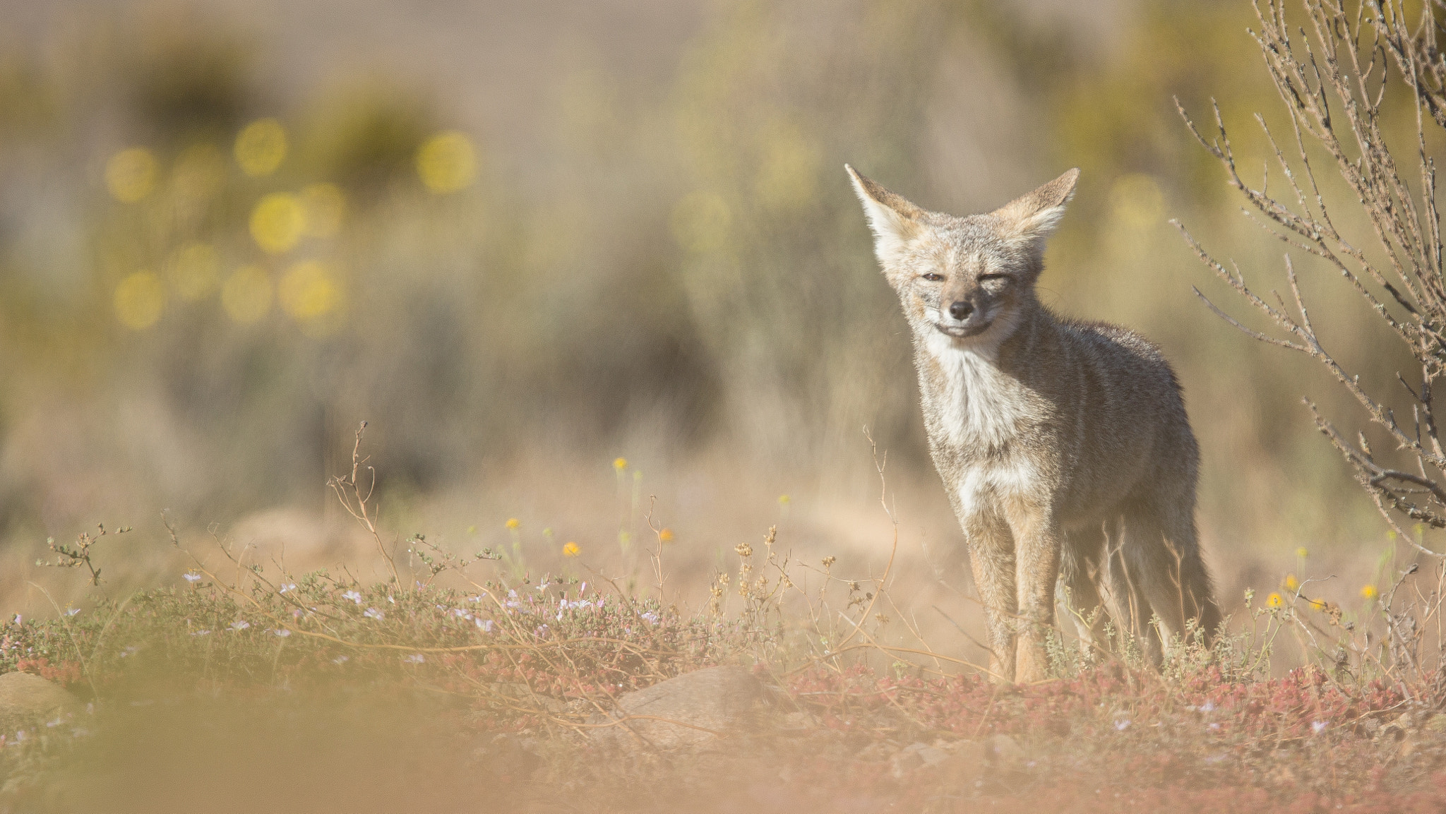 Canon EF 400mm F4.0 DO IS USM sample photo. Grey fox photography