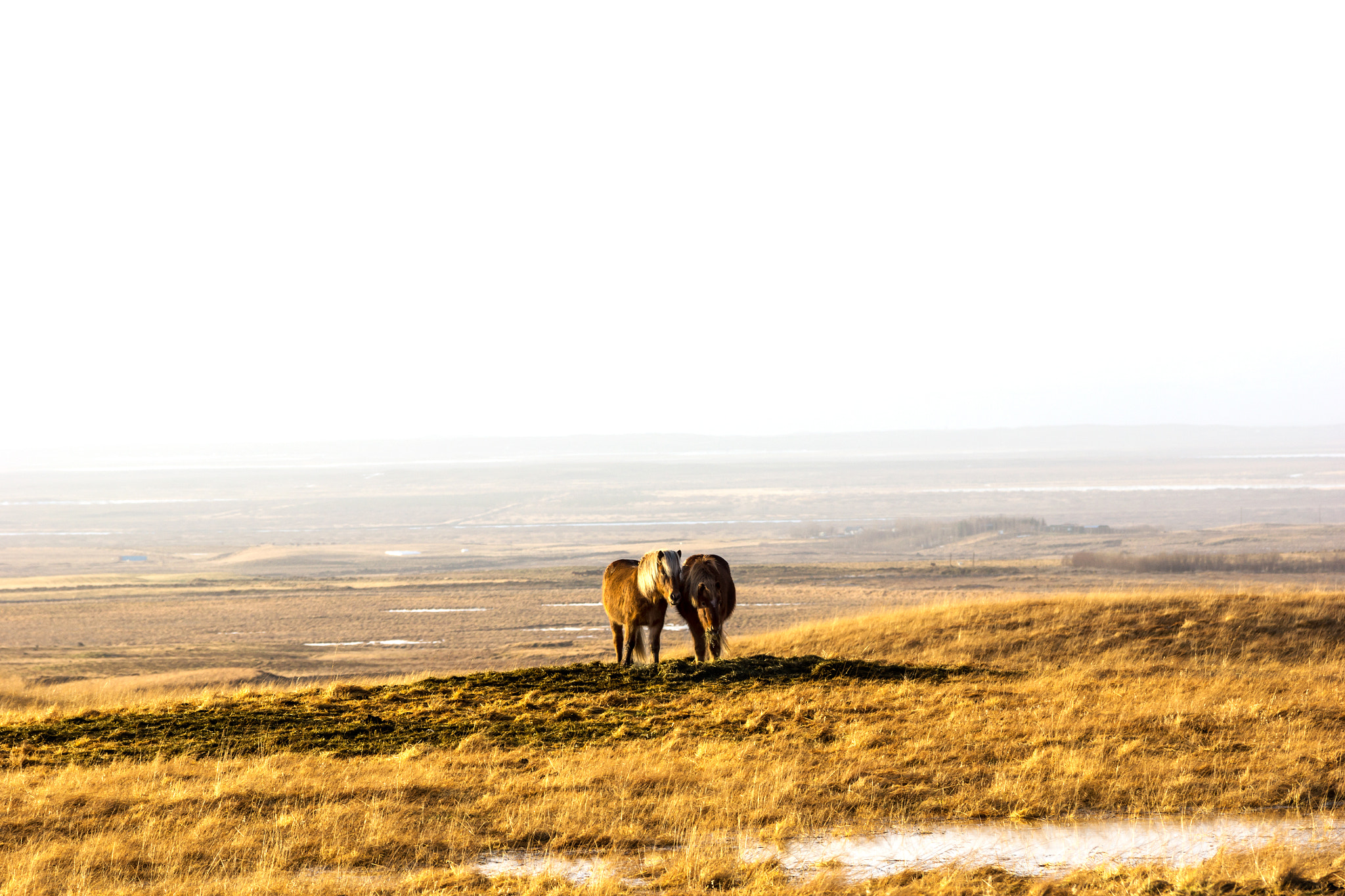 Tamron SP AF 70-200mm F2.8 Di LD (IF) MACRO sample photo. Pair of icelandic horses photography