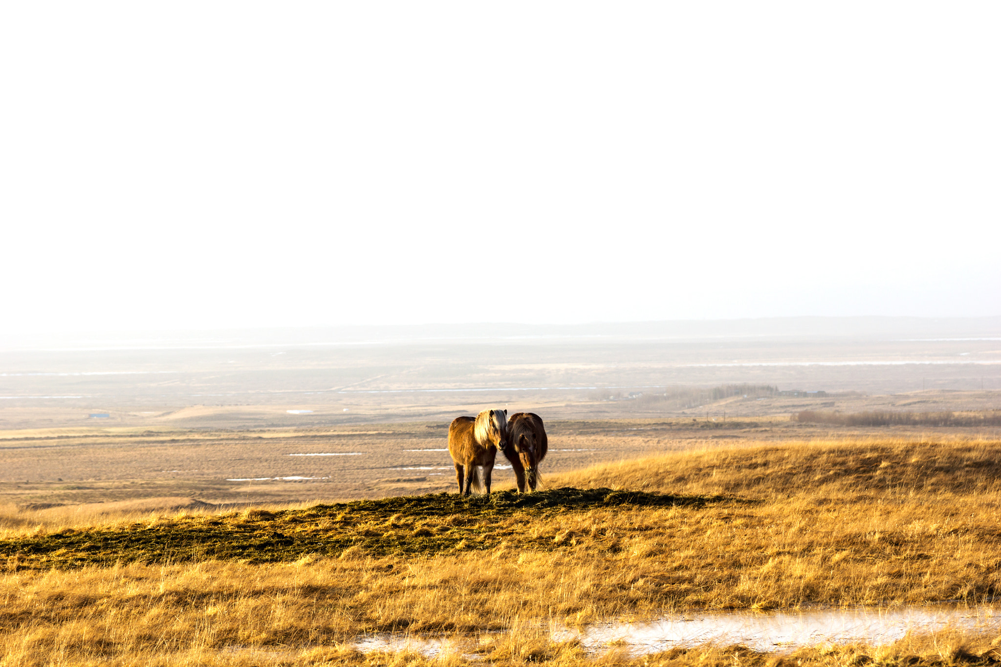 Sony SLT-A77 + Tamron SP AF 70-200mm F2.8 Di LD (IF) MACRO sample photo. Pair of icelandic horses photography