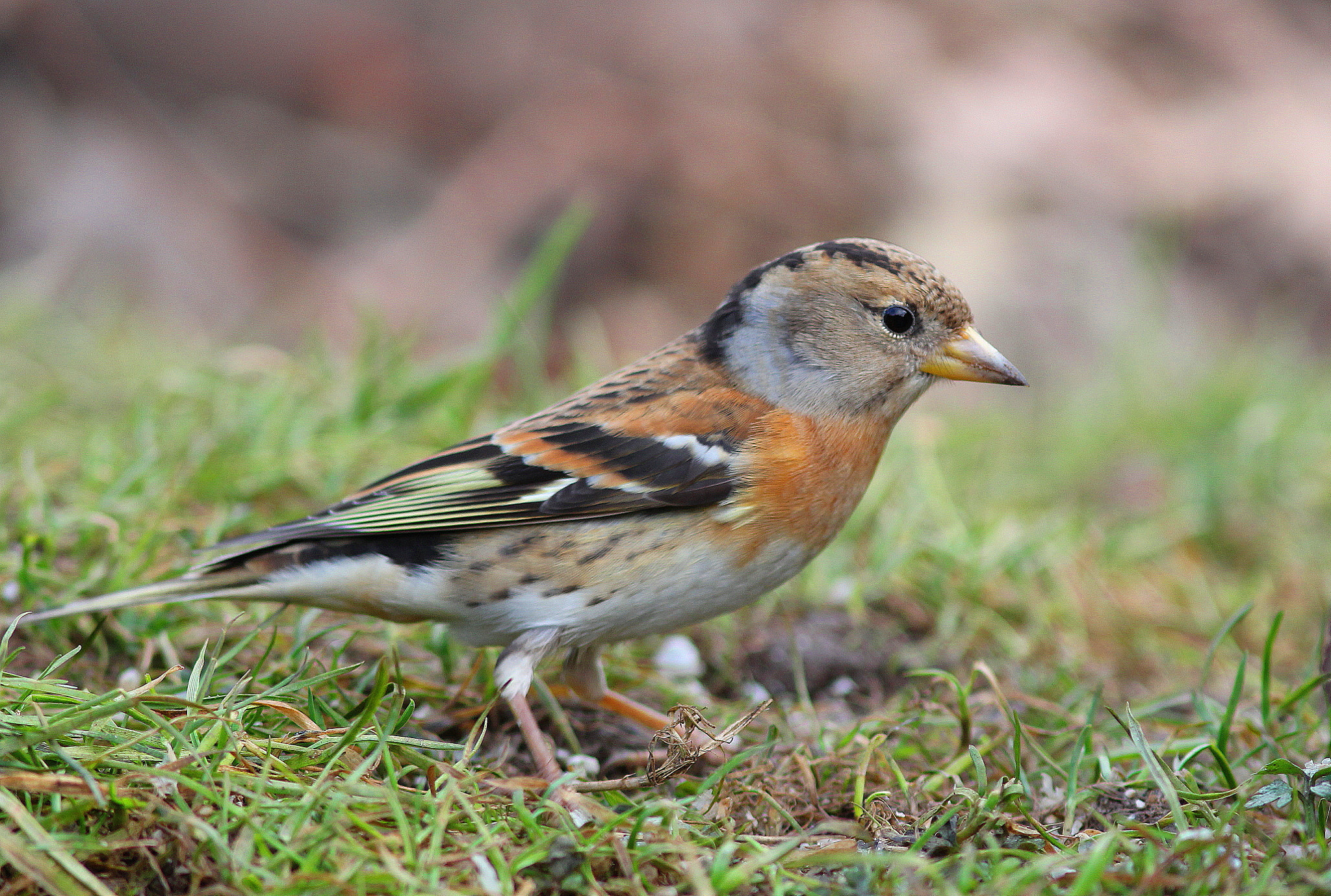 Canon EF 300mm F4L IS USM sample photo. Female brambling photography