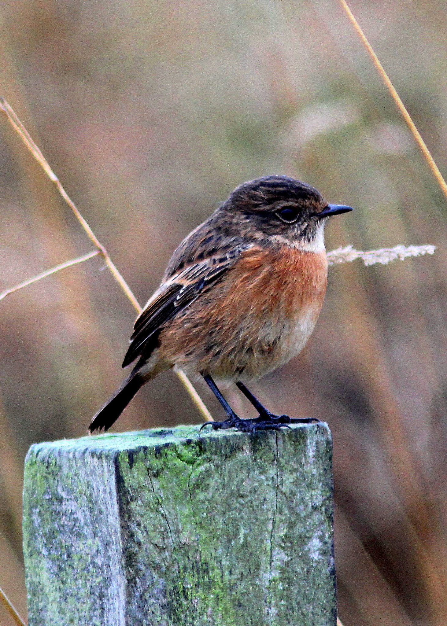 Canon EF 300mm F4L IS USM sample photo. Stone chat 1 photography