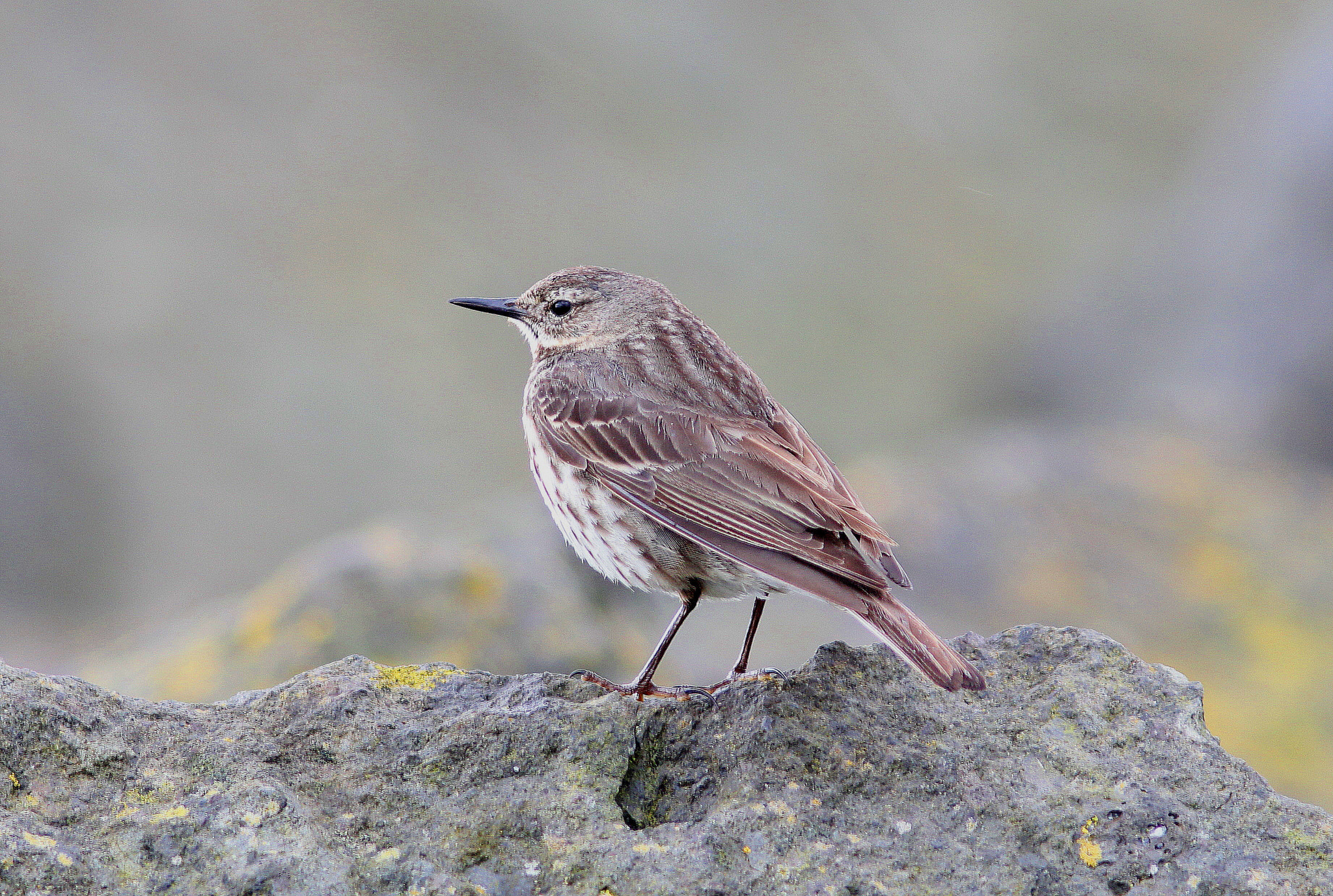 Canon EF 300mm F4L IS USM sample photo. Rock pipit 1 photography