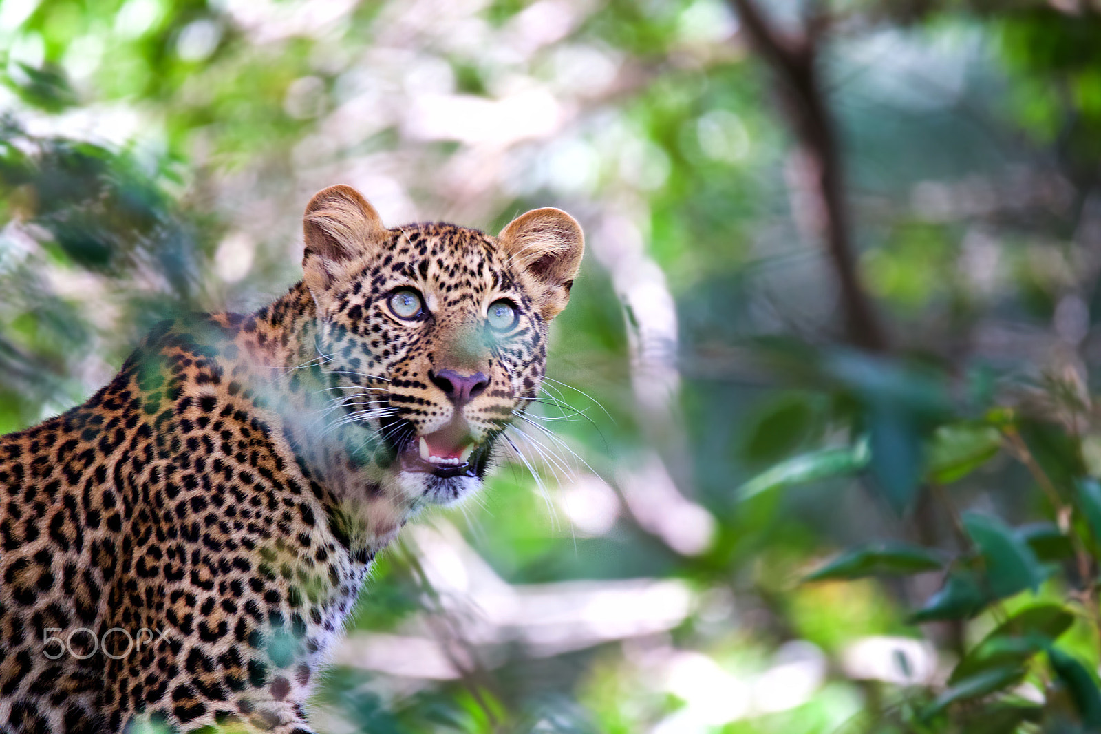 Sigma 150-600mm F5-6.3 DG OS HSM | C sample photo. Embusqué photography