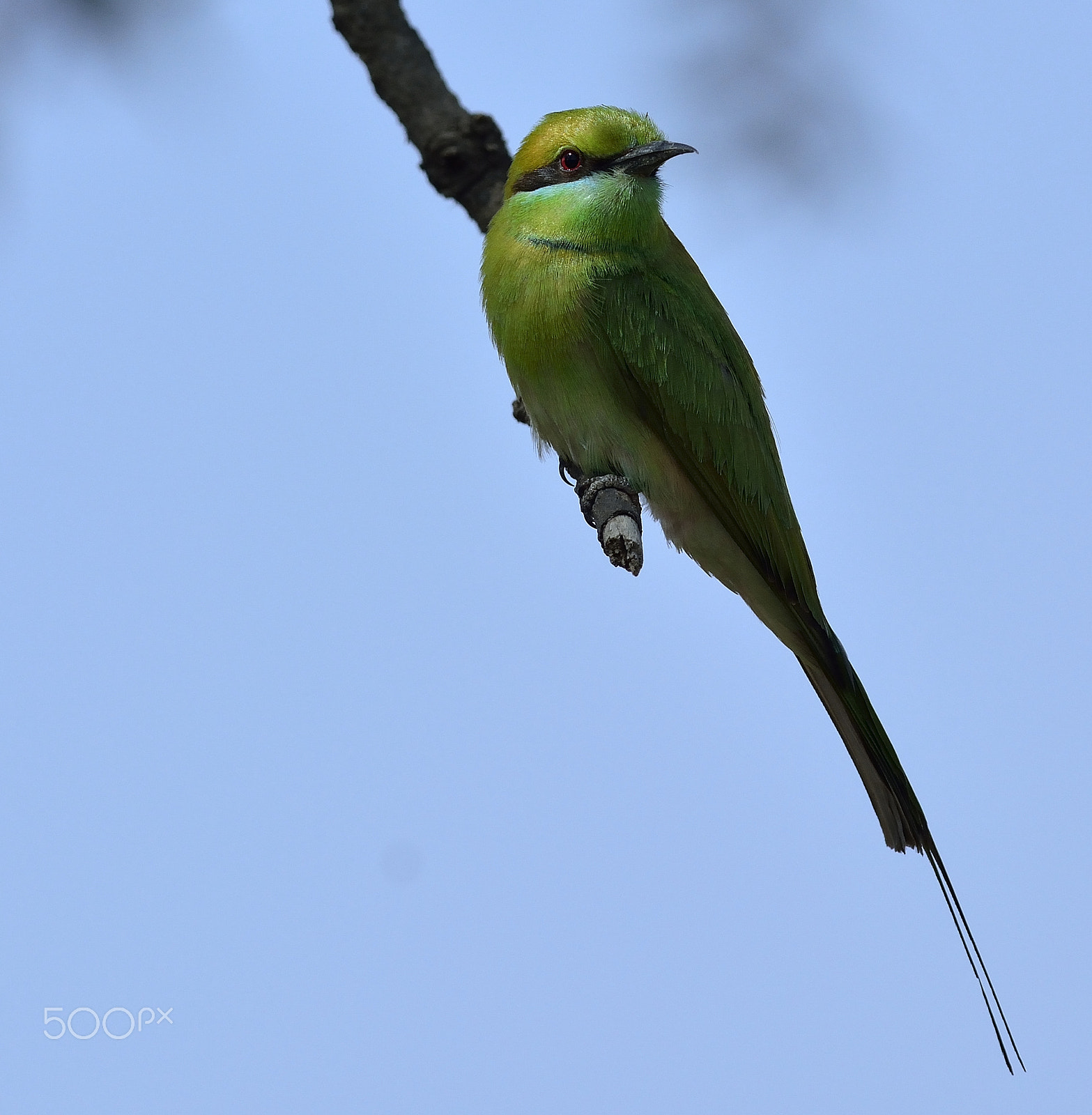 Nikon D5200 + Nikon AF-S Nikkor 300mm F4D ED-IF sample photo. Green bee eater photography