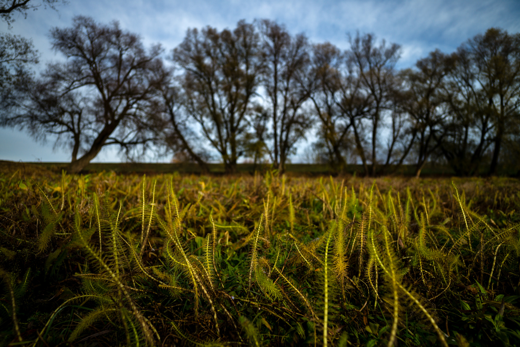 Elmarit-M 1:2.8/21 sample photo. Trees photography