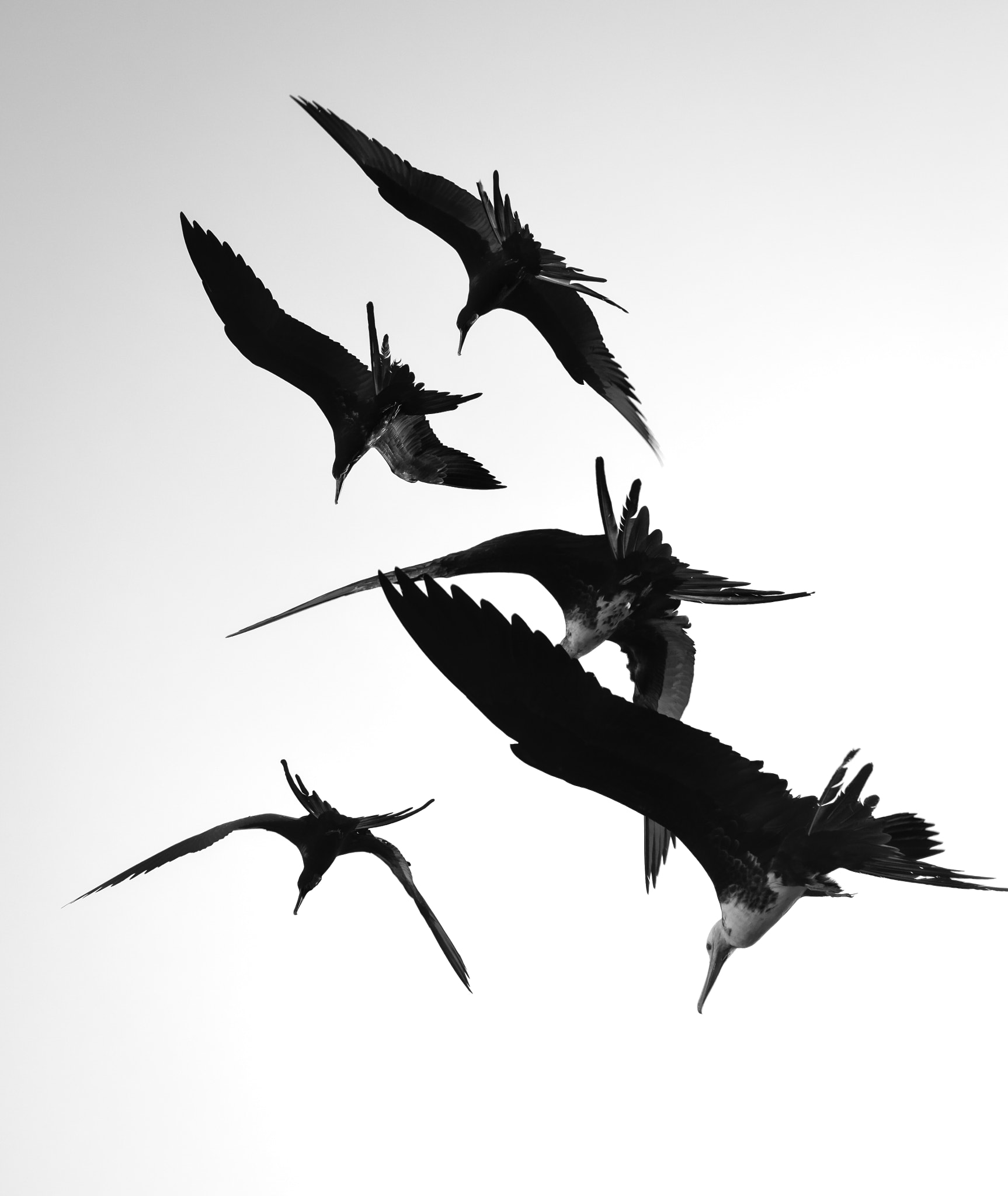 AF Zoom-Nikkor 28-70mm f/3.5-4.5D sample photo. Seabirds photography