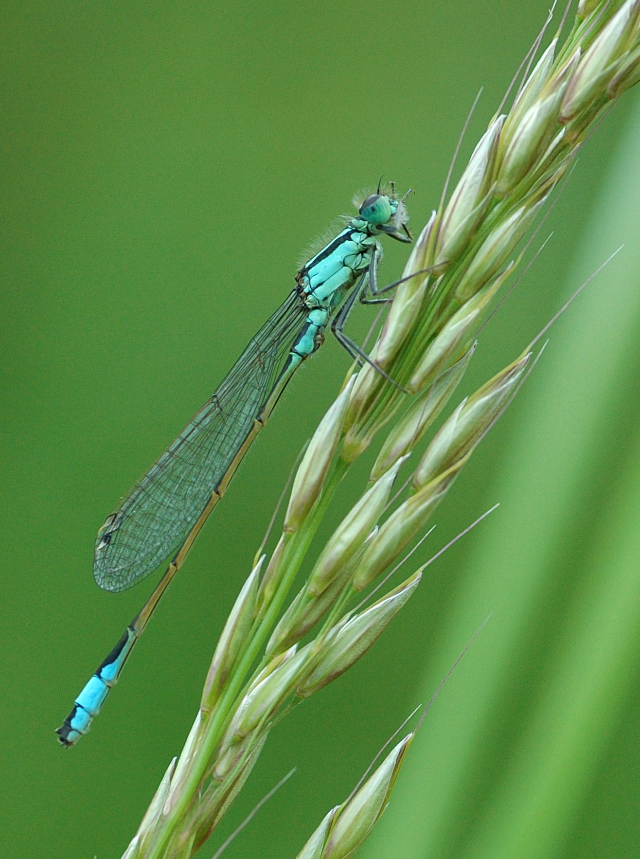 Tamron SP AF 90mm F2.8 Di Macro sample photo. Blue tailed damselfly photography