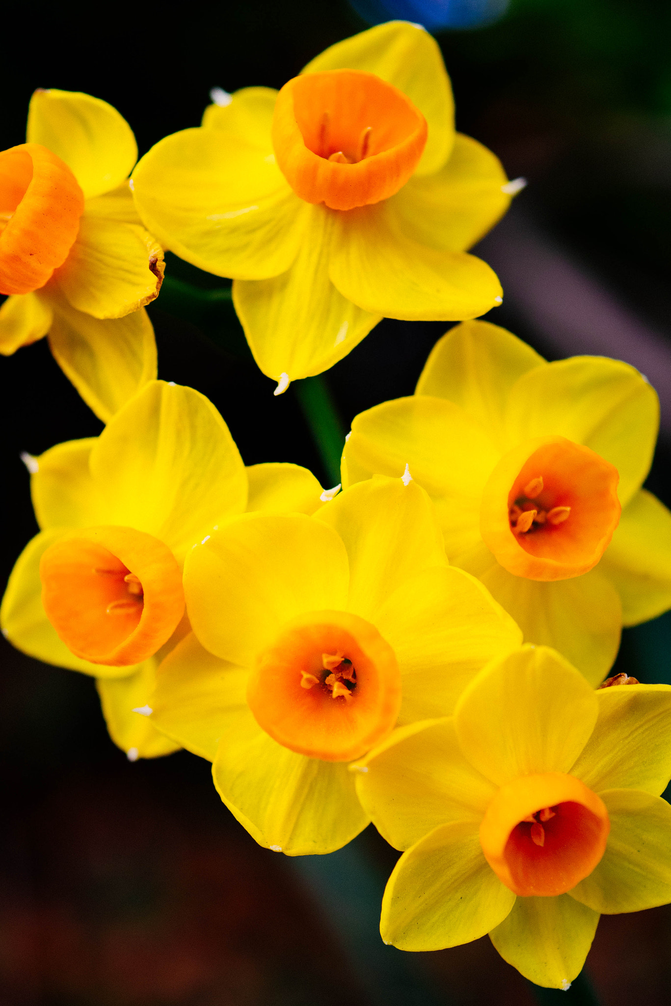 Panasonic Lumix G Macro 30mm F2.8 ASPH Mega OIS sample photo. Narcissus photography