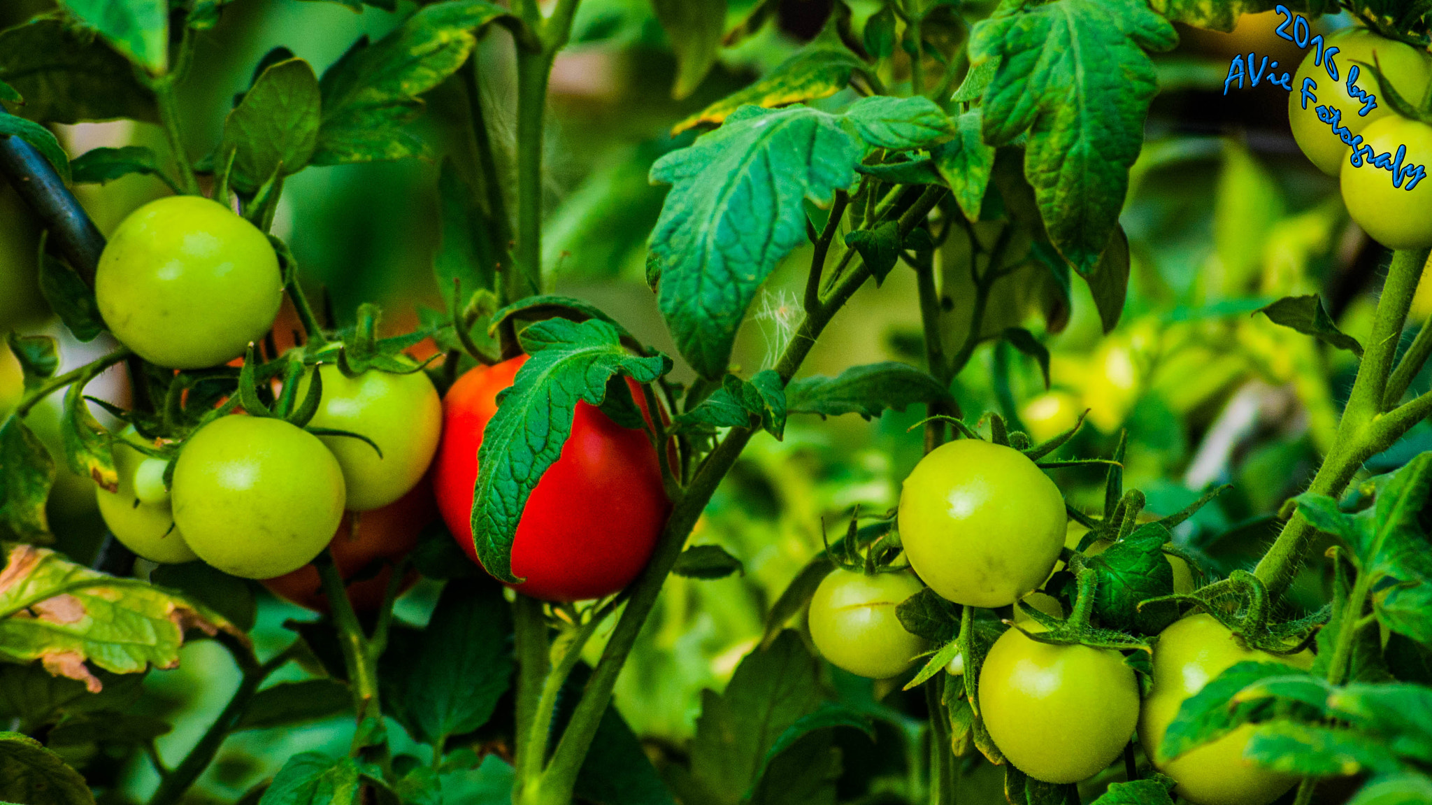 Sony DT 55-200mm F4-5.6 SAM sample photo. Diffrent colors photography
