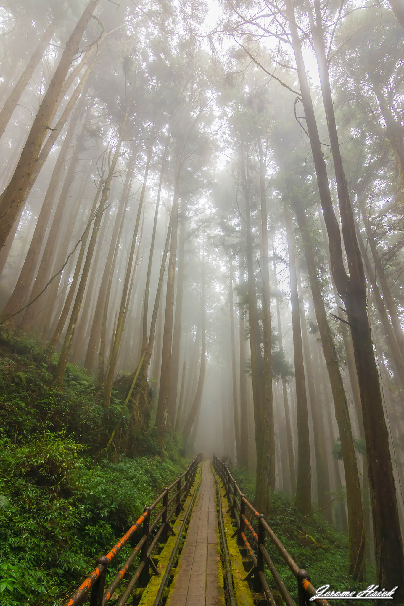 Sony SLT-A33 + 20mm F2.8 sample photo. Fog forest. throughout the ages. photography