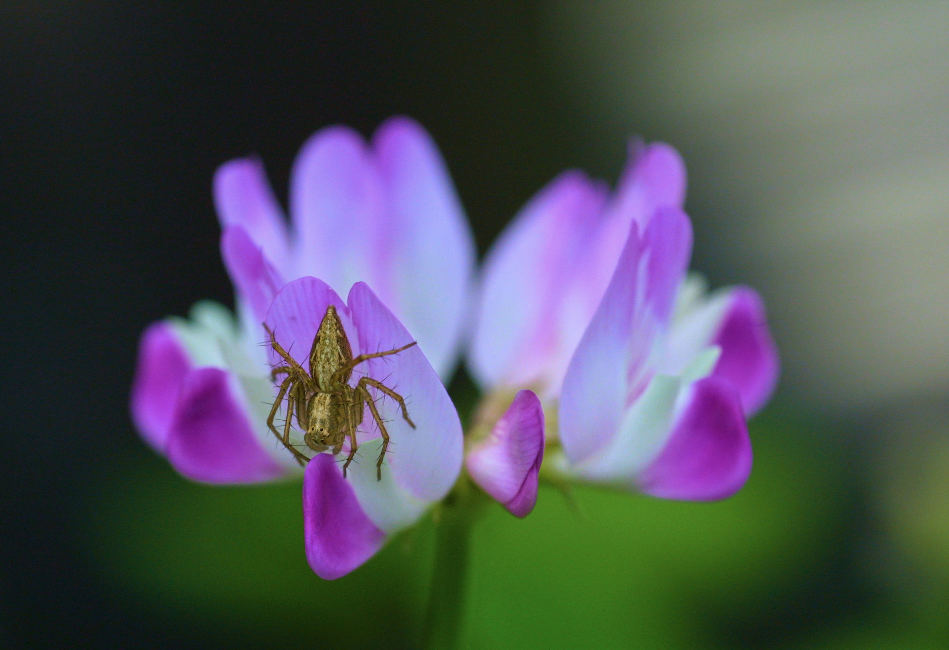 Canon EOS D30 sample photo. Flower spider photography