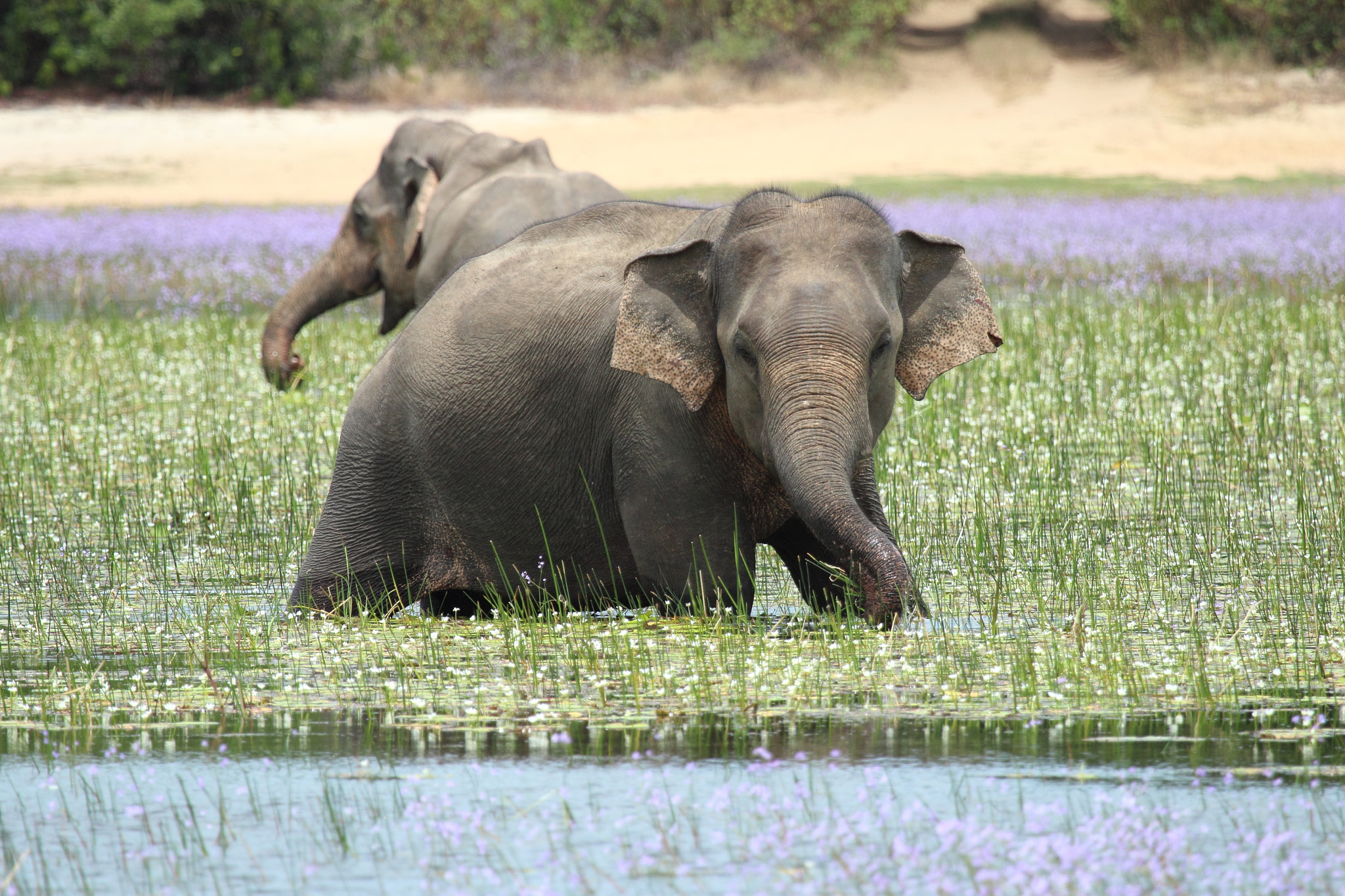 Canon EF 100-400mm F4.5-5.6L IS USM sample photo. Lake elephant pair photography