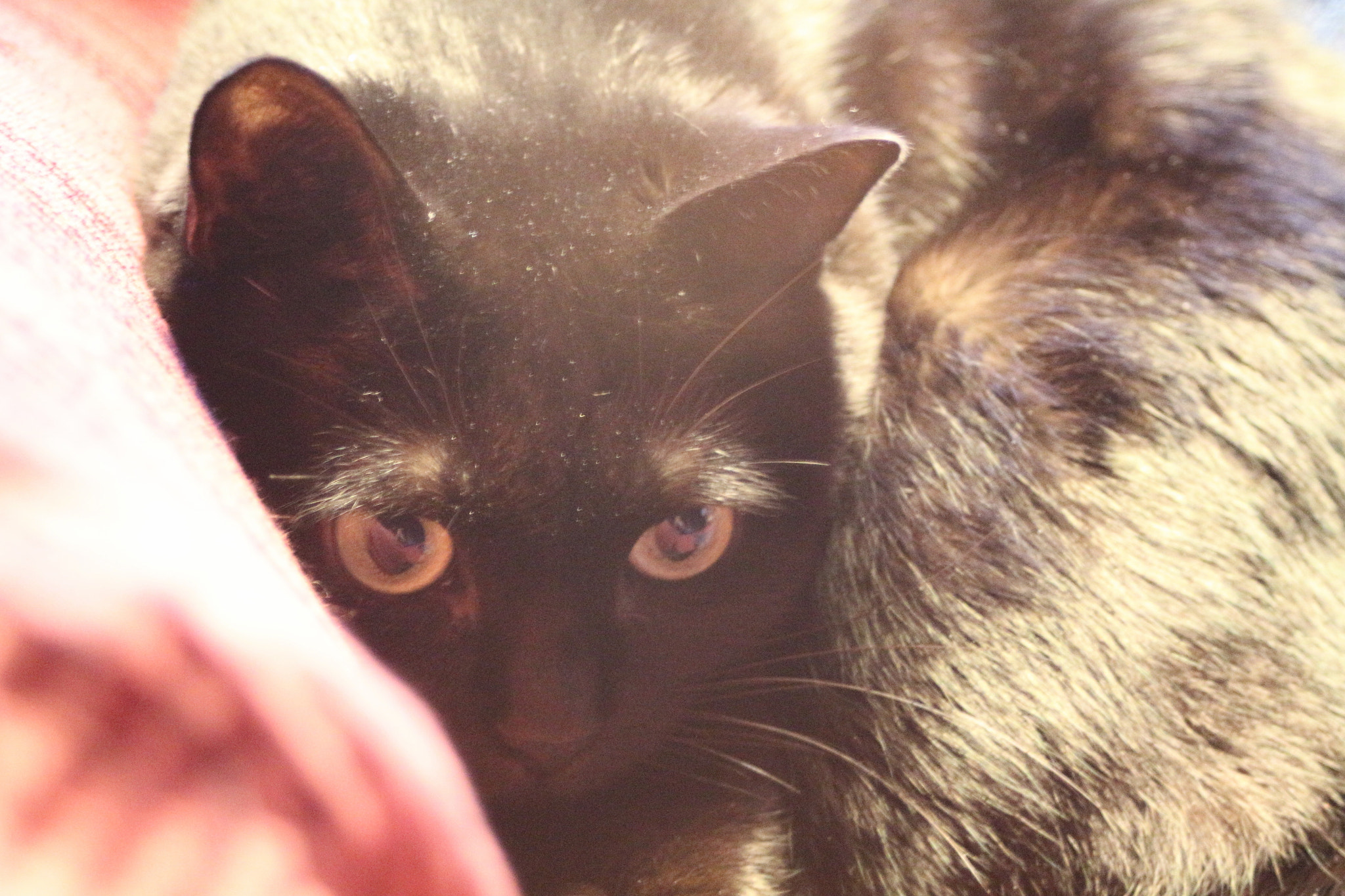 Canon EF 28-80mm f/3.5-5.6 sample photo. Trudy photography