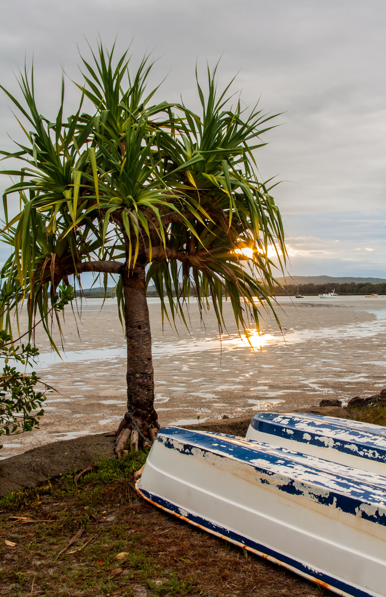 Tamron AF 28-200mm F3.8-5.6 XR Di Aspherical (IF) Macro sample photo. Sunrise through the pandanus tree photography