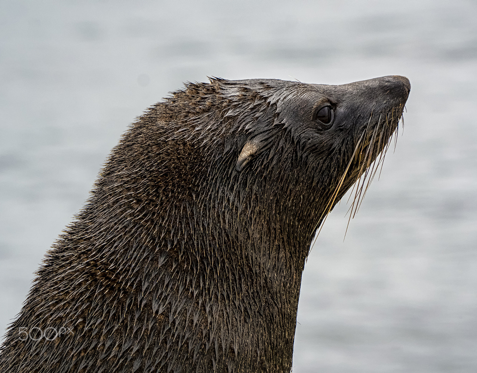 Panasonic Lumix DMC-GH4 sample photo. New zealand fur seal photography