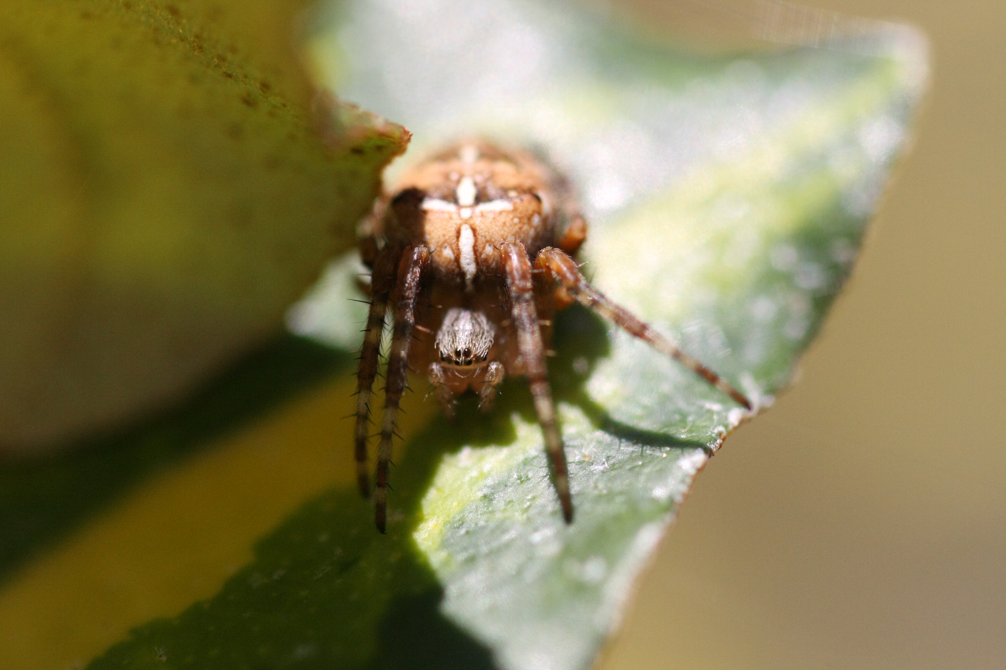 Sigma 105mm F2.8 EX DG OS HSM sample photo. () photography