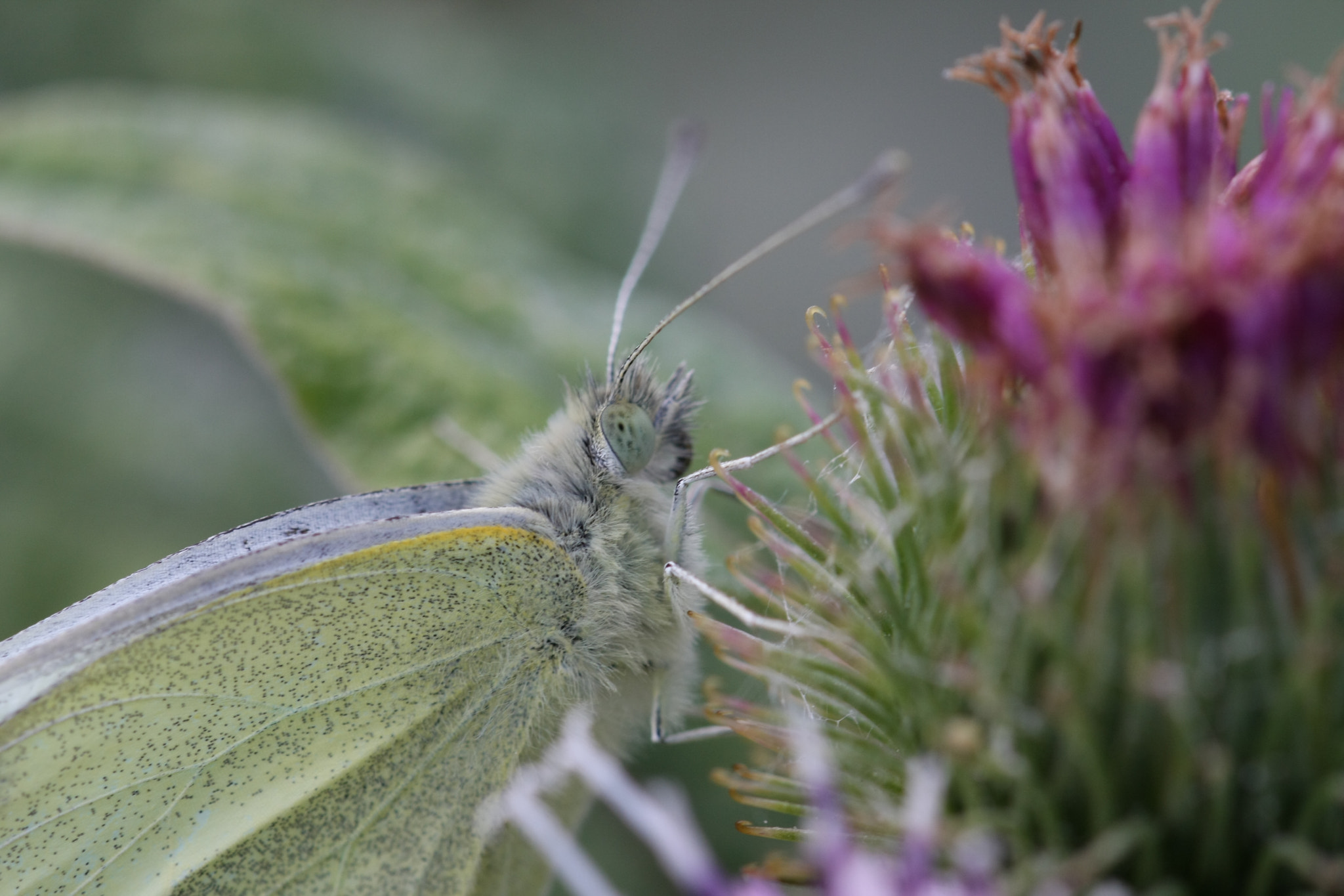 Sigma 105mm F2.8 EX DG OS HSM sample photo. () photography