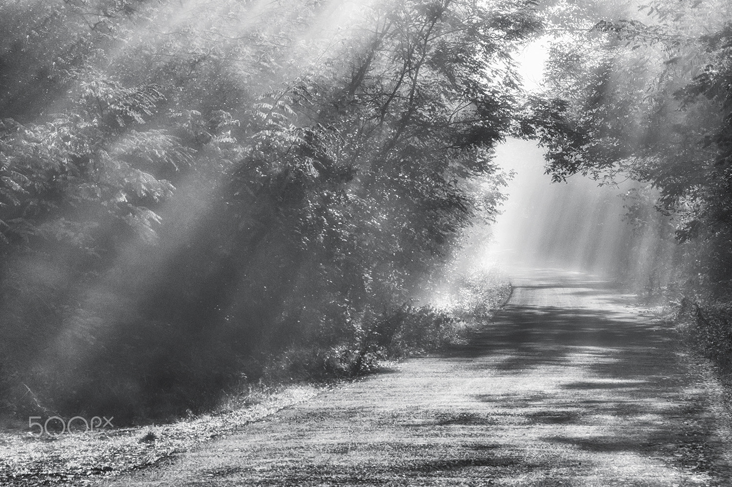 Sony Alpha DSLR-A580 + Sigma 18-200mm F3.5-6.3 DC sample photo. Foggy road photography