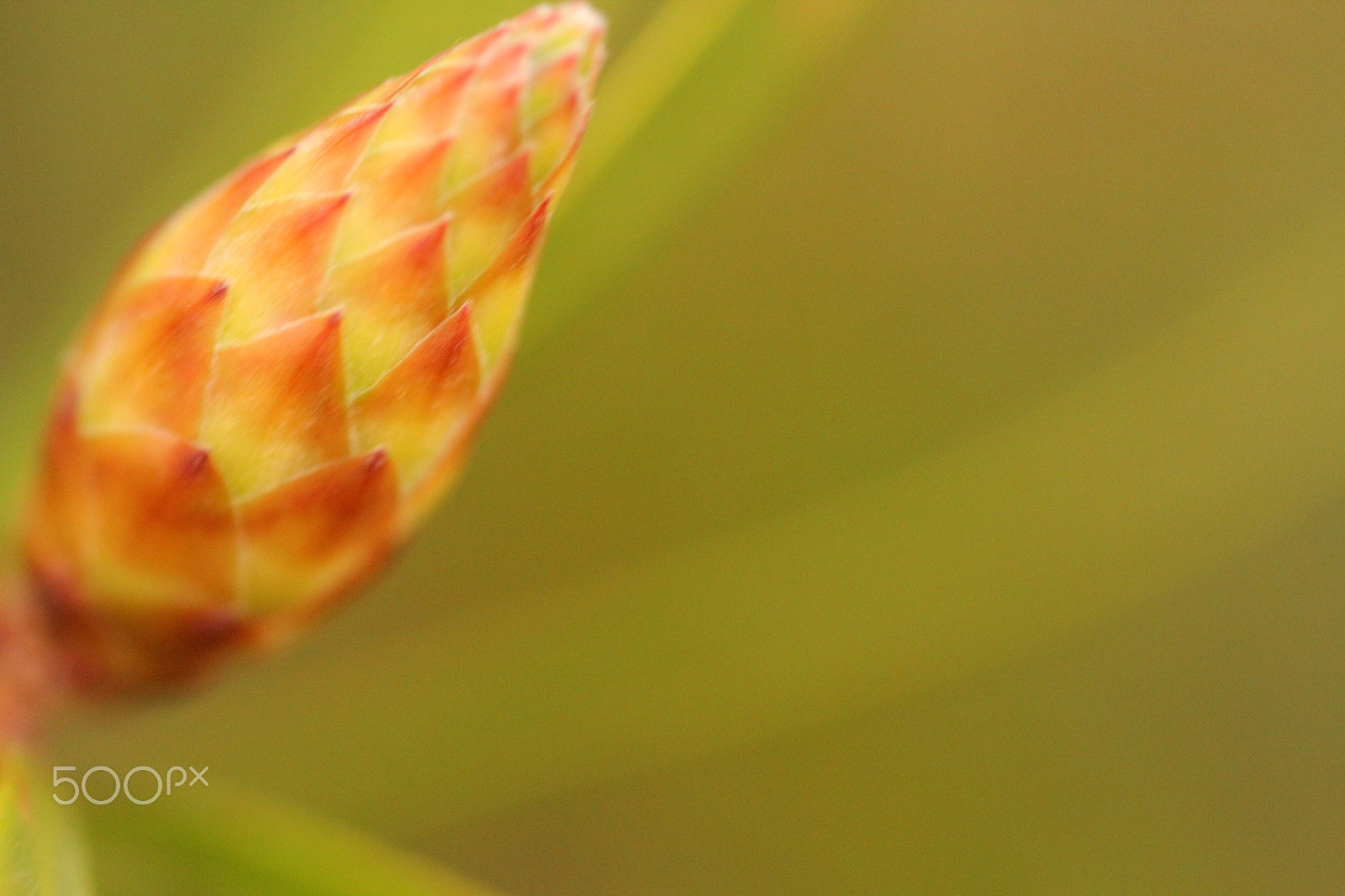 Sigma 50mm f/1.4 EX DG HSM + 1.4x sample photo. New beginings photography