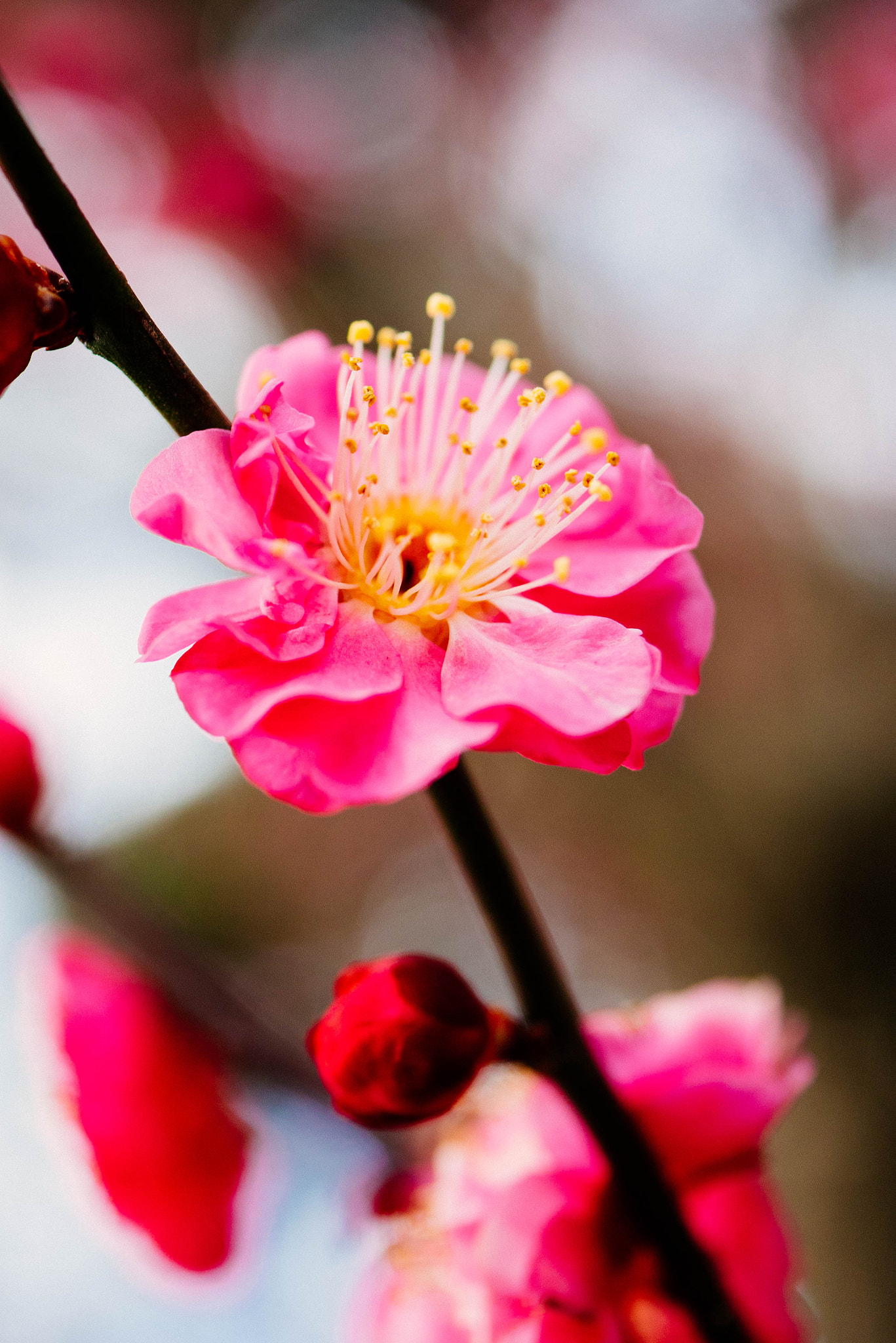 Panasonic Lumix DMC-GM1 + Panasonic Lumix G Macro 30mm F2.8 ASPH Mega OIS sample photo. Red-blossomed plum tree photography