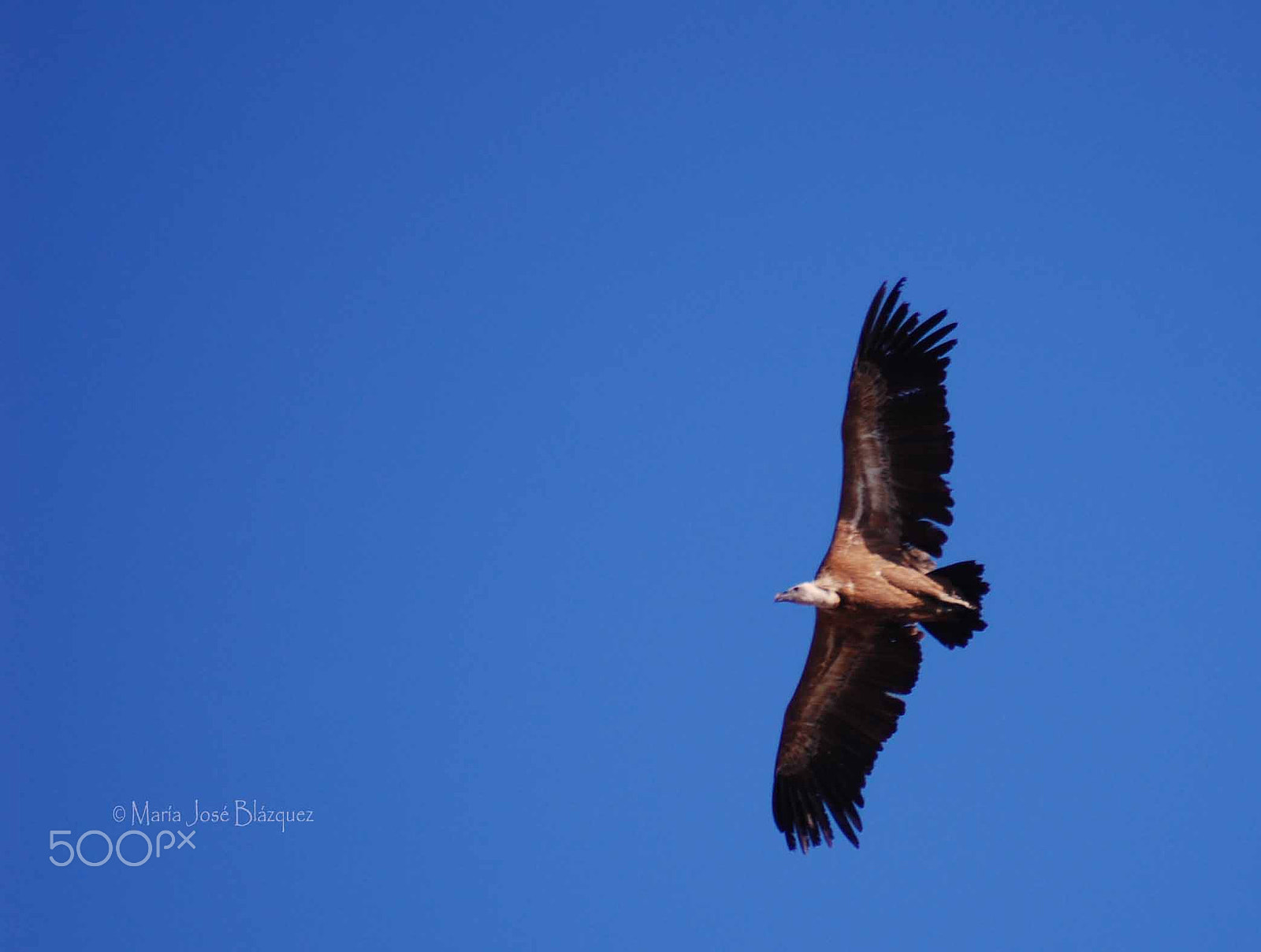 Nikon D40 sample photo. Flying free photography