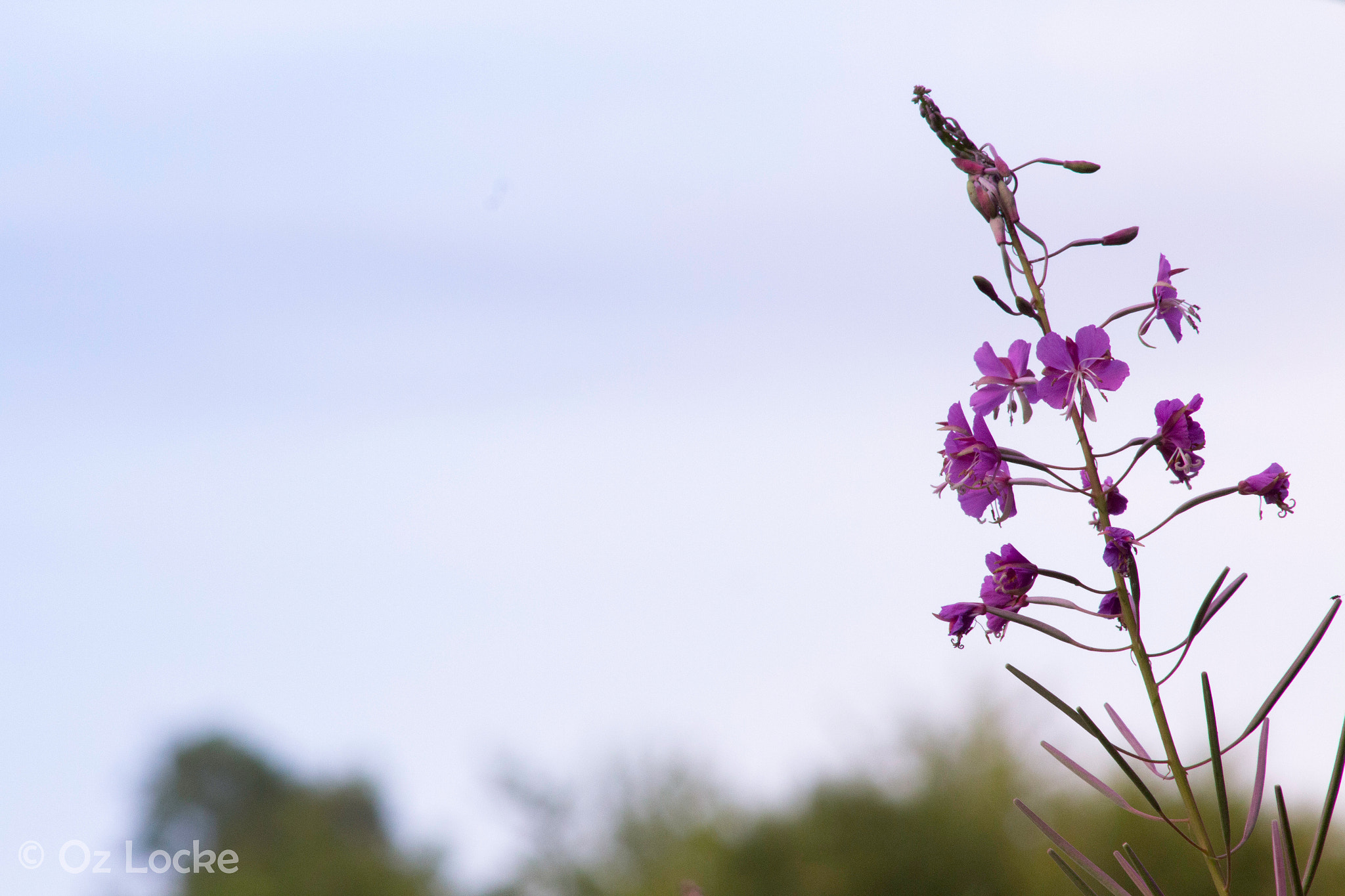 Canon EF 80-200mm F4.5-5.6 II sample photo. Orchid ii photography
