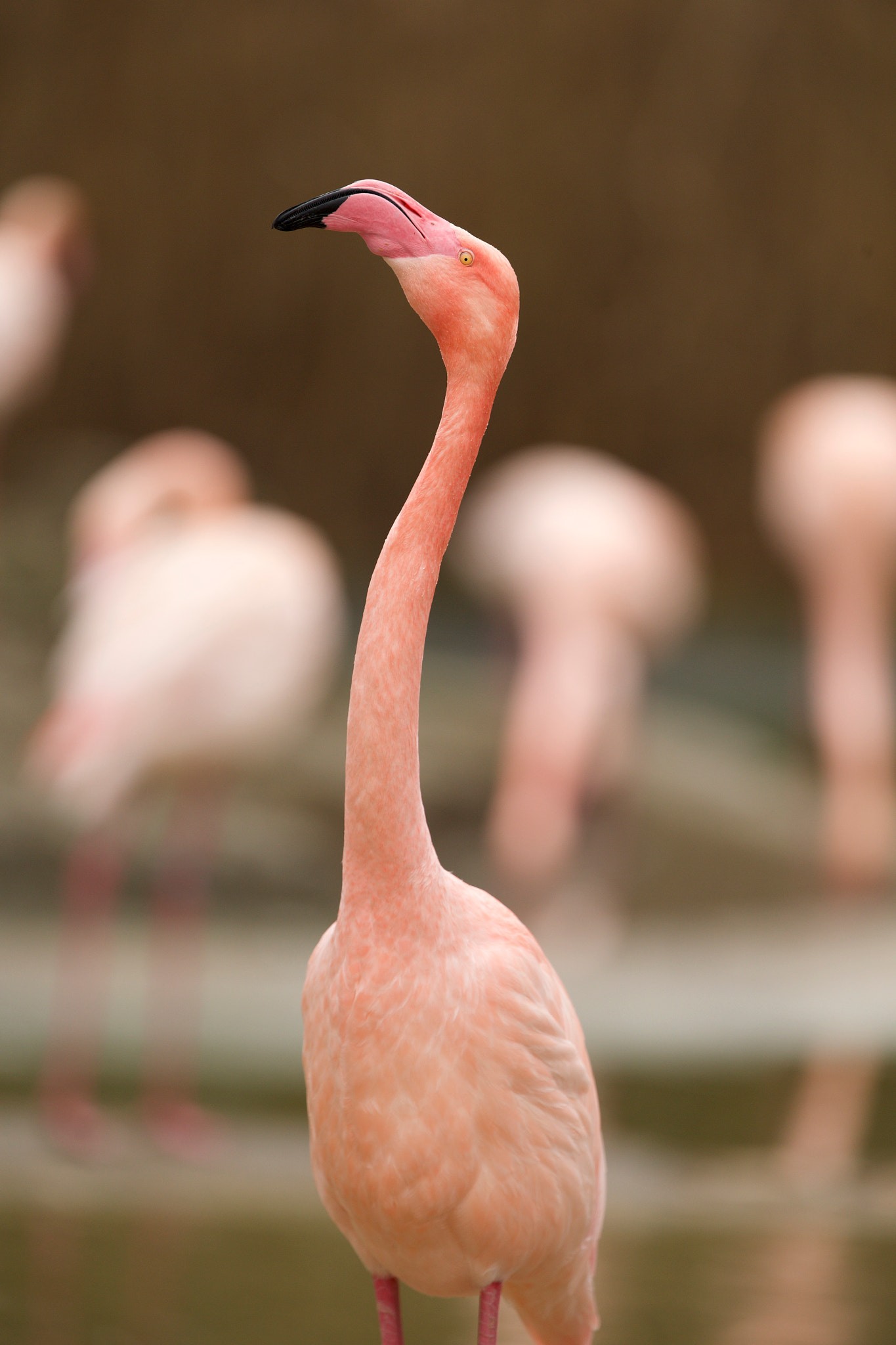 Canon EF 300mm F2.8L IS II USM sample photo. Flamingo photography