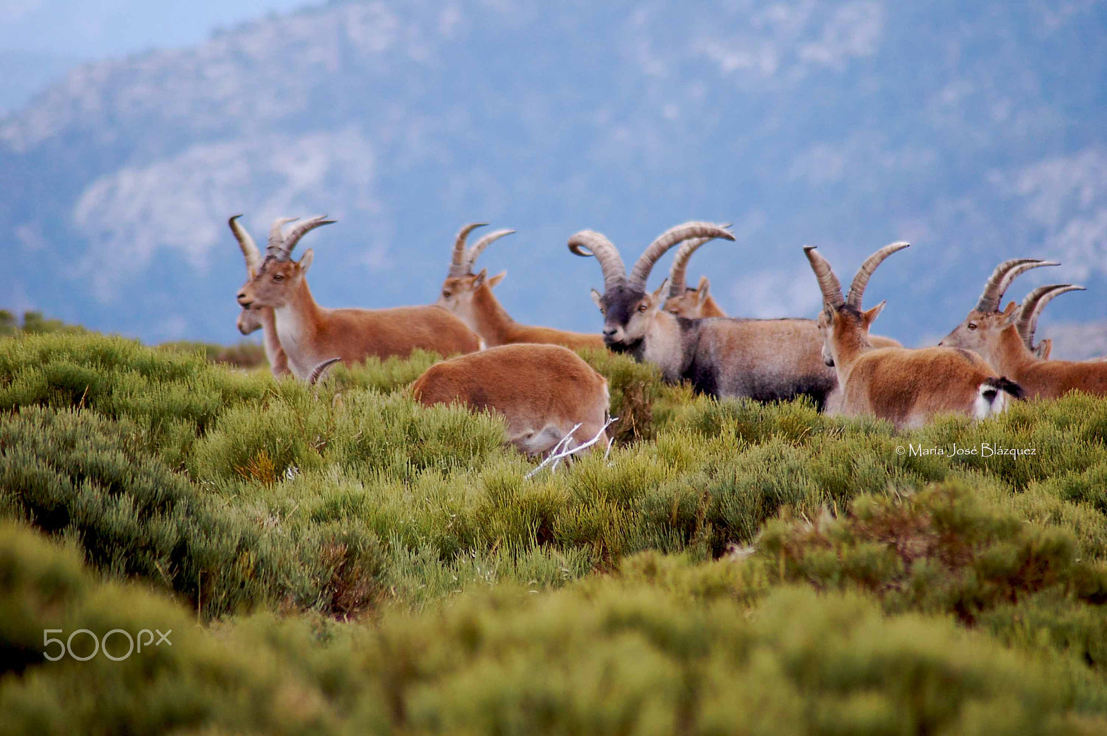 Nikon D40 sample photo. A mountain goat watching photography