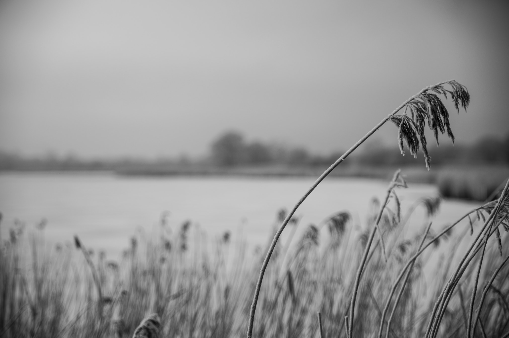 Sony Alpha DSLR-A900 + Tamron SP 24-70mm F2.8 Di VC USD sample photo. Winter photography