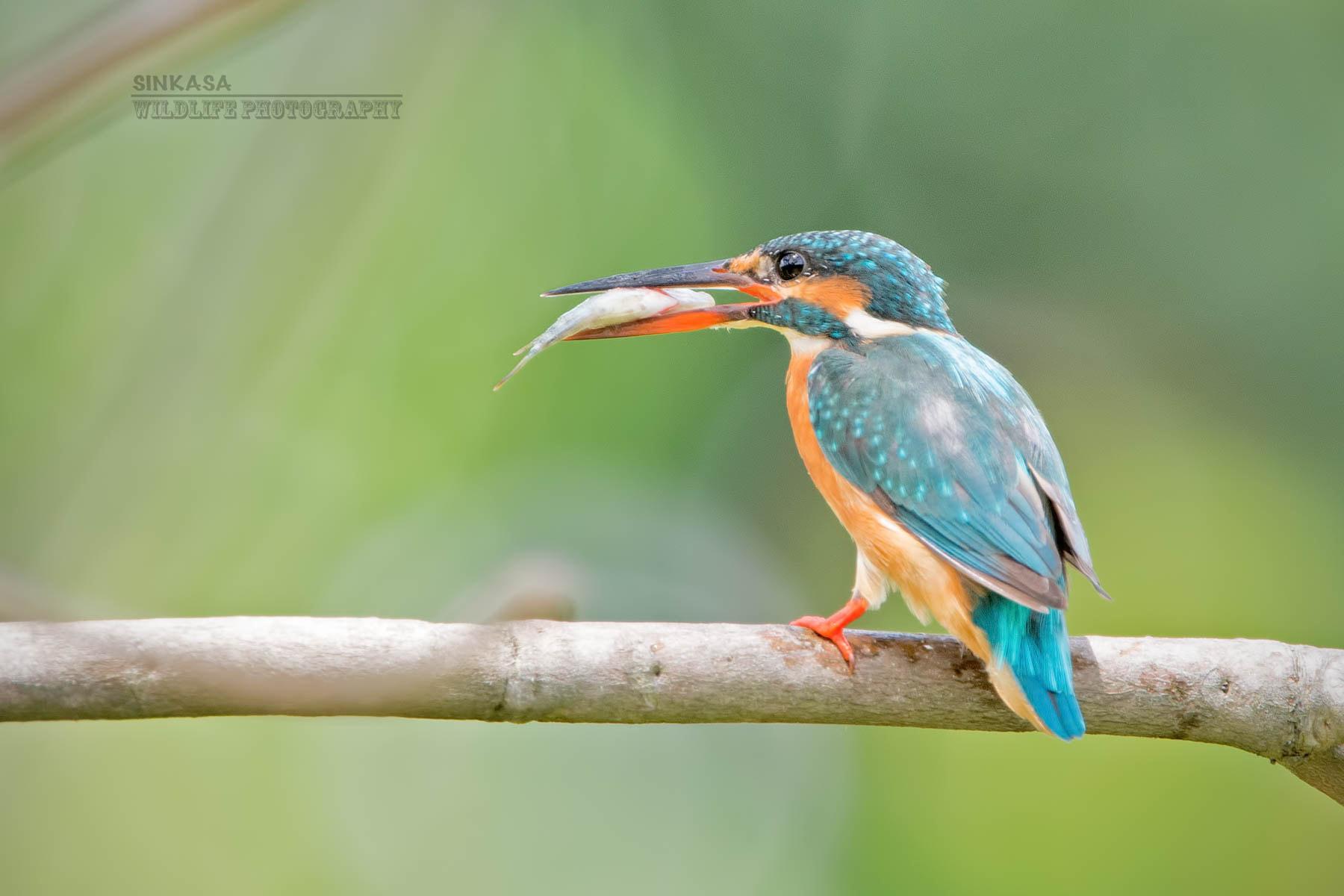 Nikon AF-S Nikkor 400mm F2.8G ED VR II sample photo. Common kingfisher with food in mouth photography