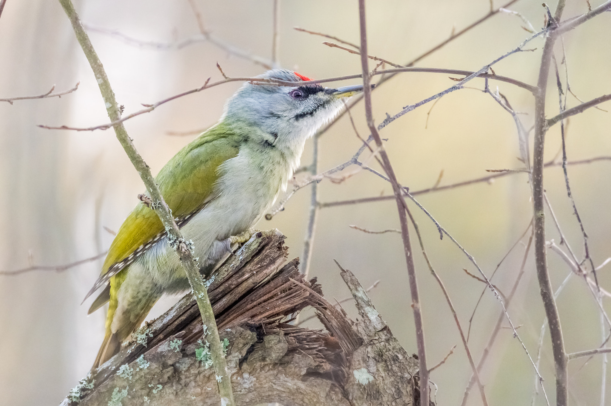 Sigma 150-600mm F5-6.3 DG OS HSM | C sample photo. Grey-headed woodpecker photography