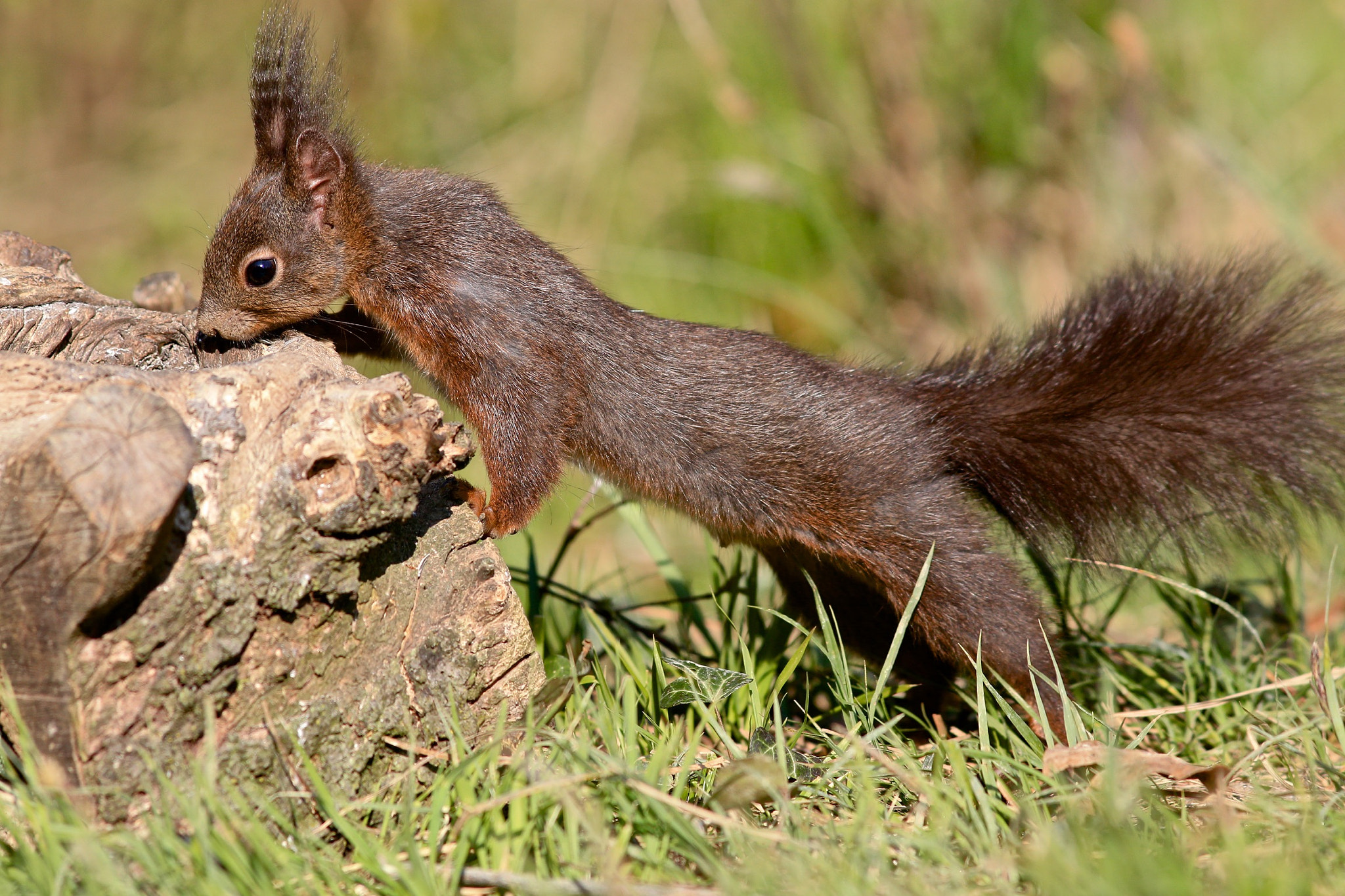 Canon EOS-1D X + Canon EF 300mm F4L IS USM sample photo. Scoiattolo photography
