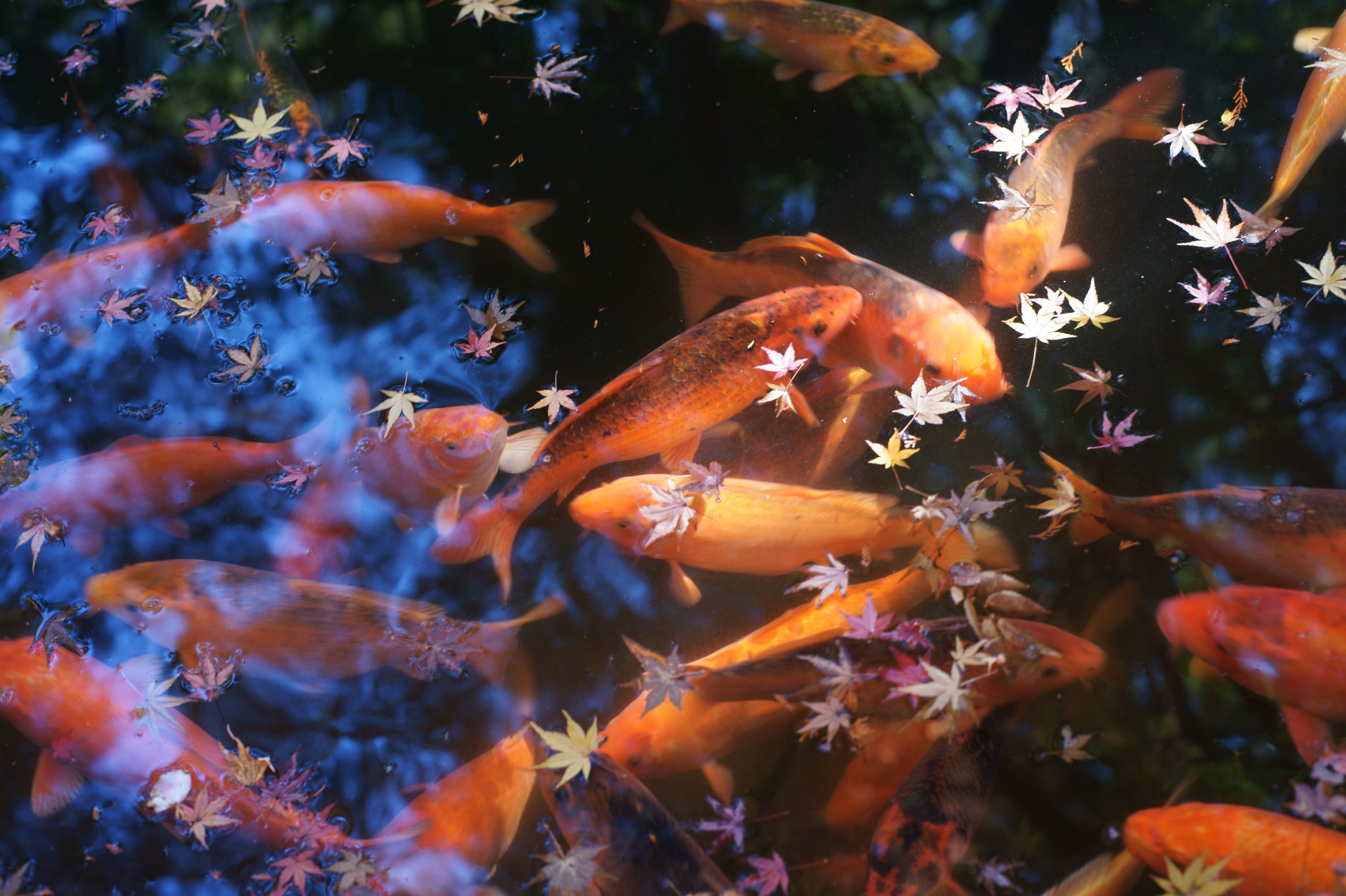Minolta AF 50mm F1.4 [New] sample photo. Carps in a pond photography