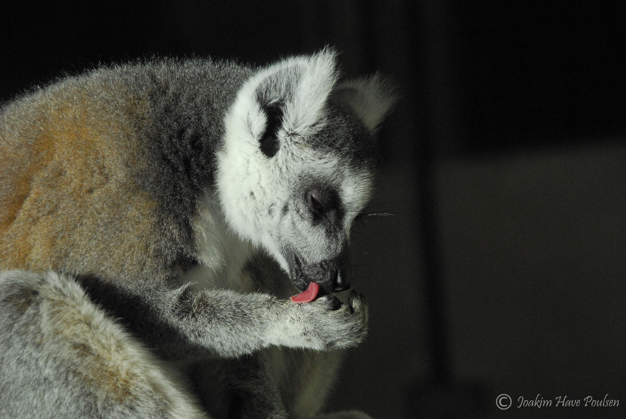 Sigma 18-200mm F3.5-6.3 DC OS HSM sample photo. Lemur licking hand - aalborg zoo photography