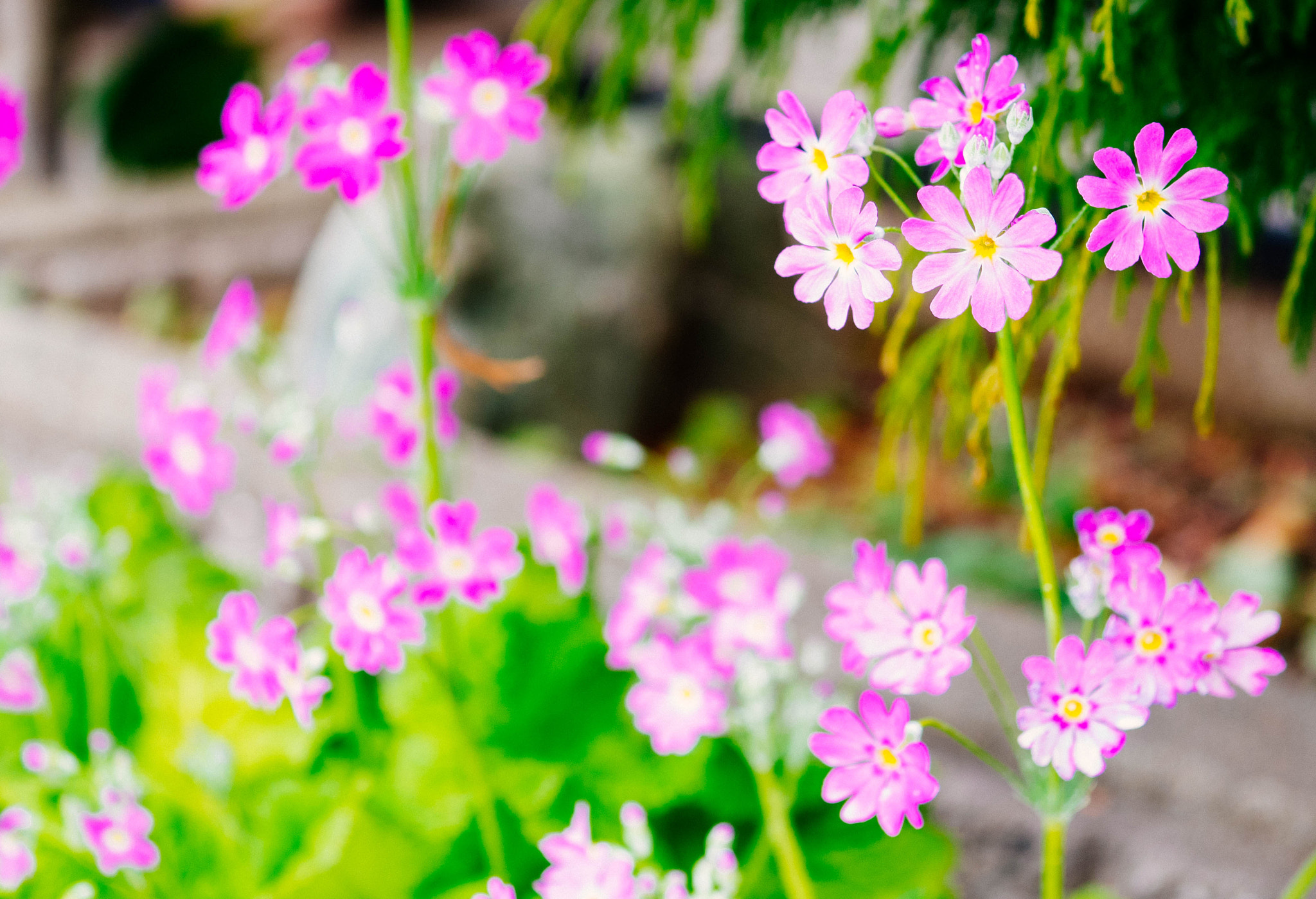 Panasonic Lumix G Macro 30mm F2.8 ASPH Mega OIS sample photo. Western primrose photography
