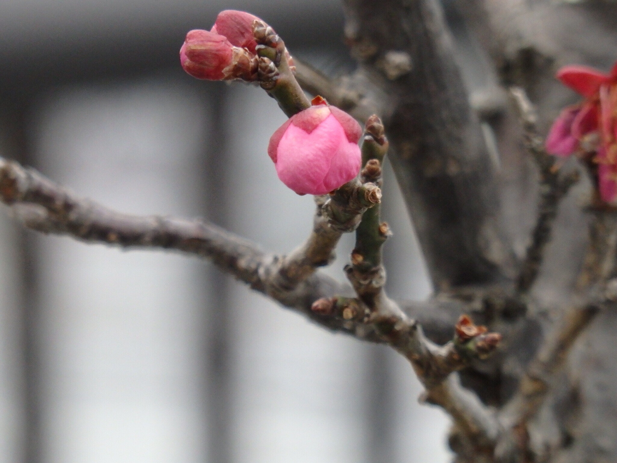 Olympus SH-2 sample photo. Plum flower. spring. hello. photography