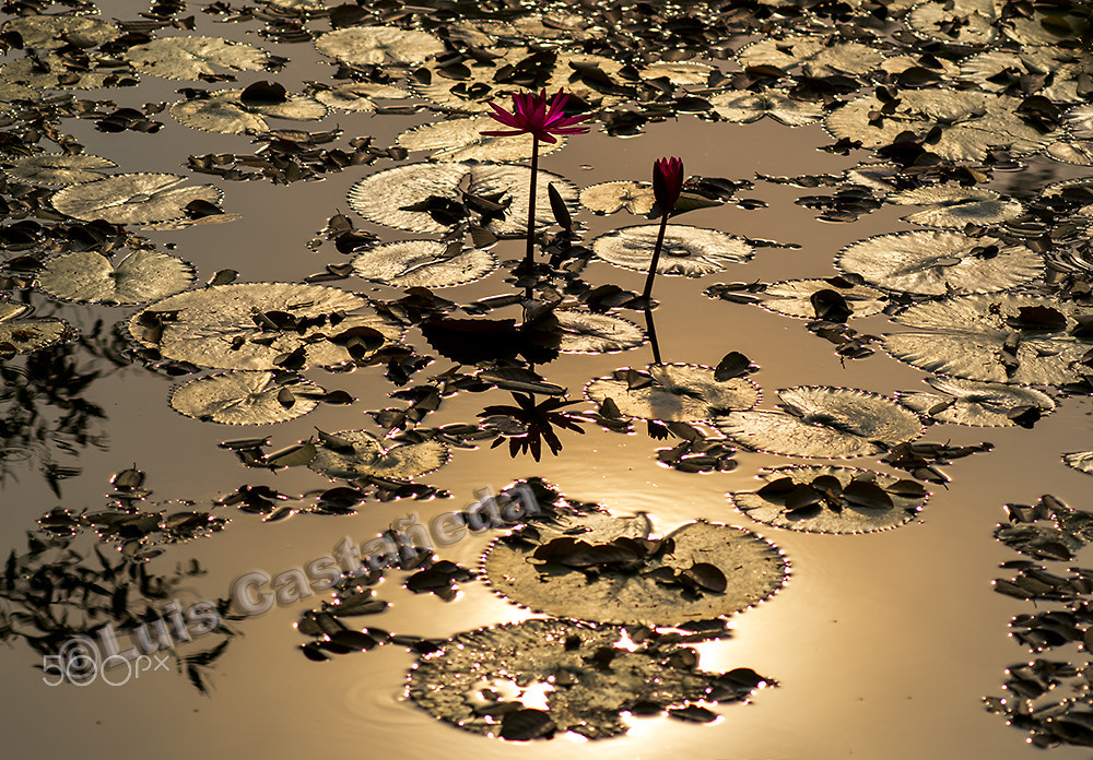 Pentax 645D + smc PENTAX-FA 645 80-160mm F4.5 sample photo. Water lilies pond. banteay srei. photography