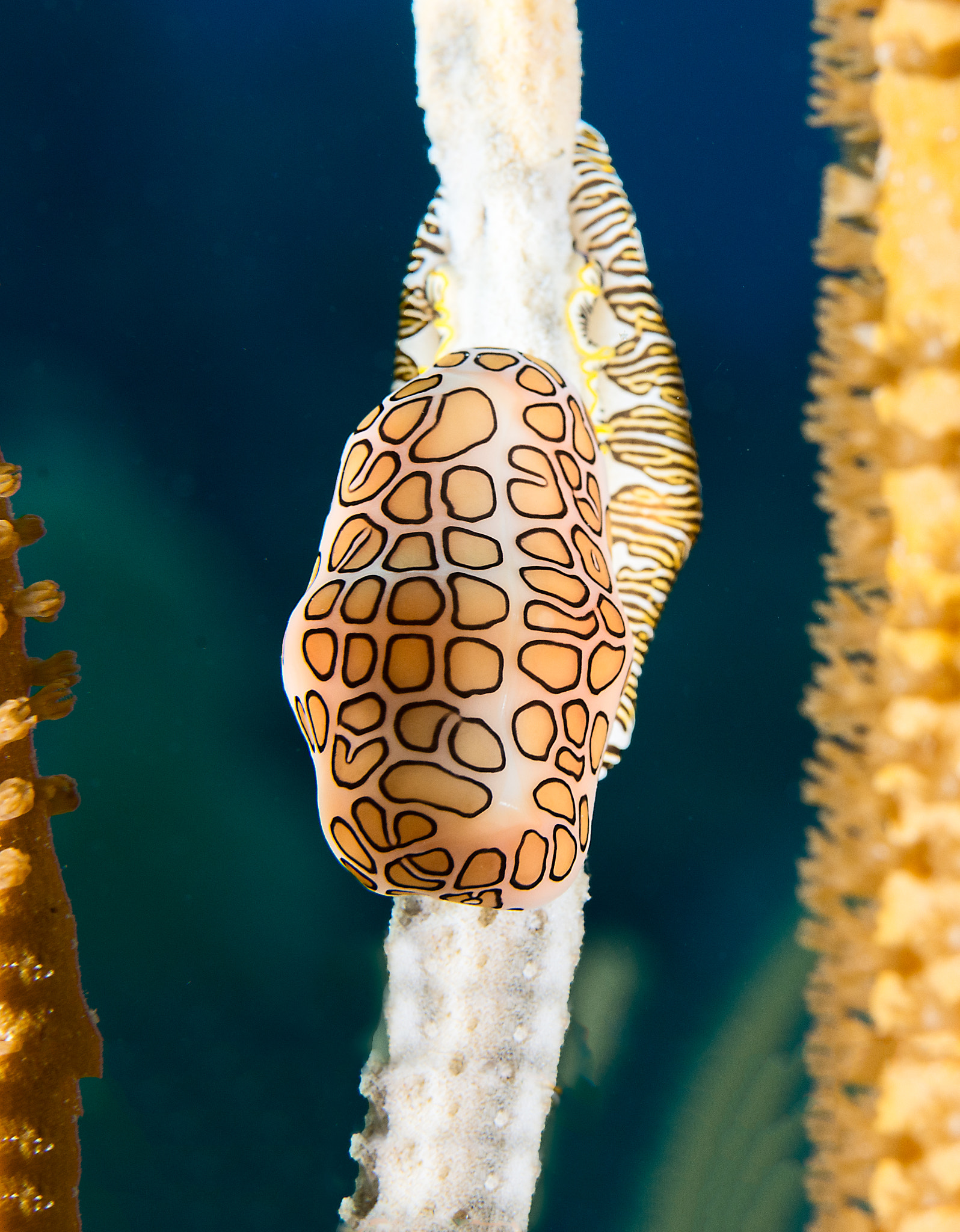 Nikon AF-S Micro-Nikkor 60mm F2.8G ED sample photo. Flamingo tongue snail photography