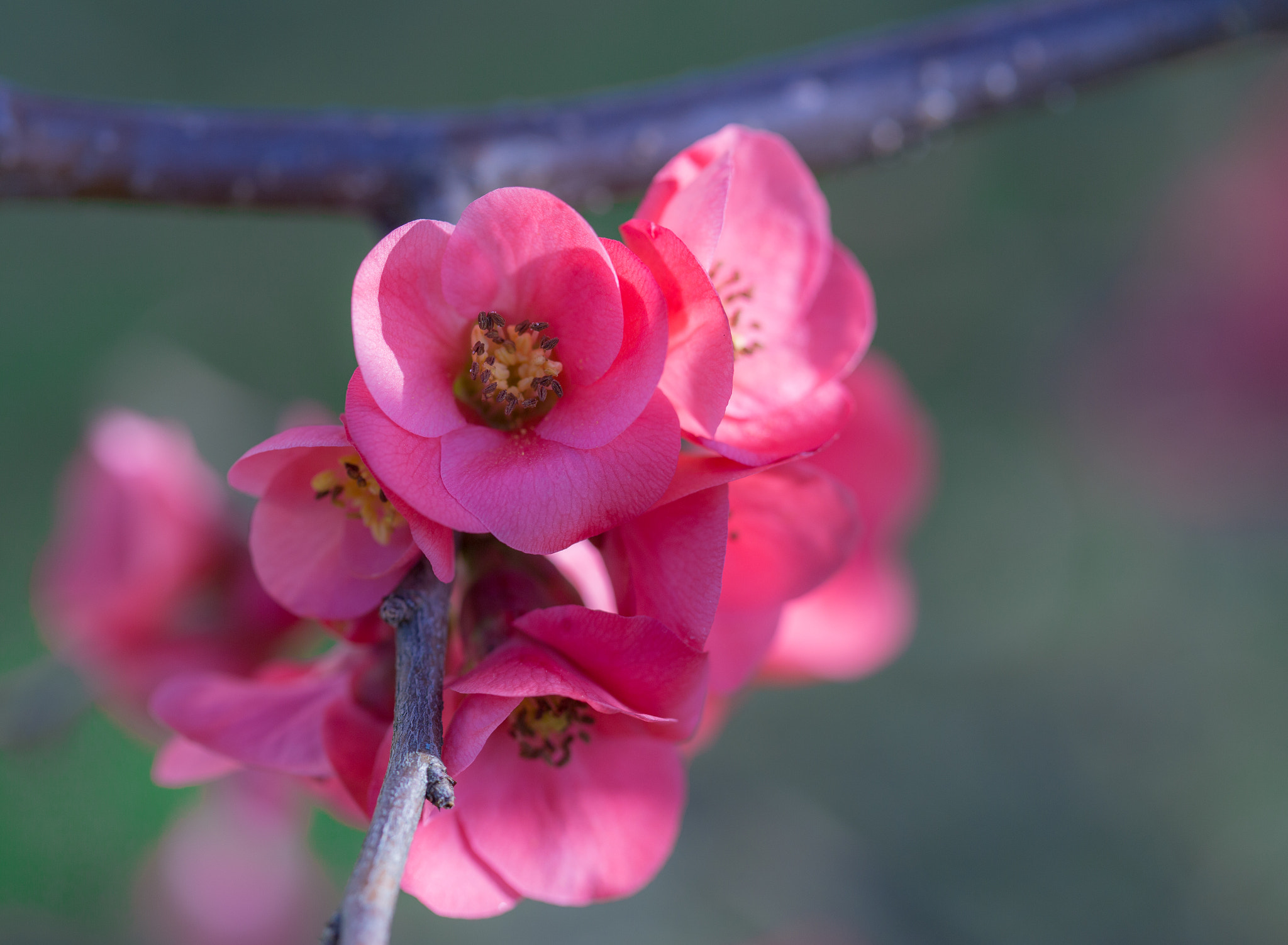 Canon EOS 6D + Canon EF 100mm F2.8 Macro USM sample photo. Chaenomeles japonica photography