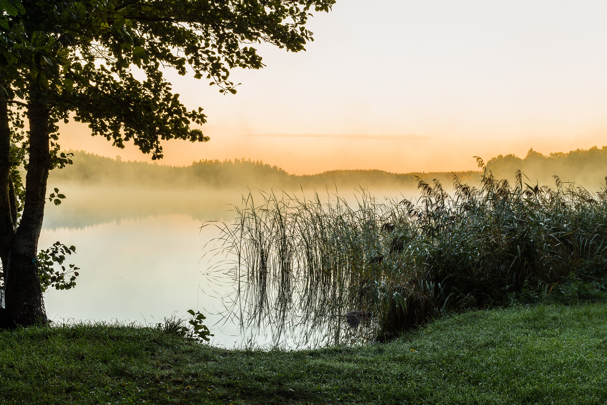 Canon EOS 700D (EOS Rebel T5i / EOS Kiss X7i) + Canon EF 35mm F2 sample photo. Morning fog photography