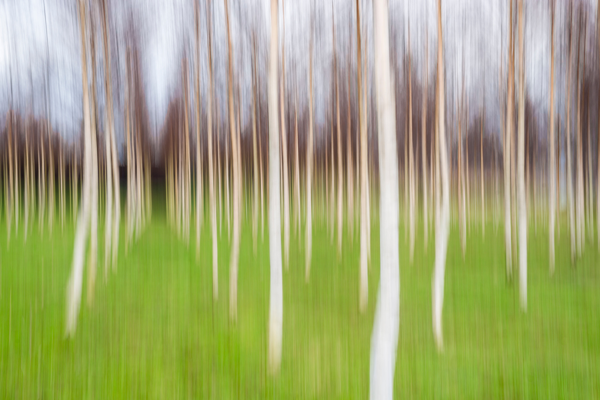 Sigma 50mm F1.4 EX DG HSM sample photo. Abstract birch forest photography